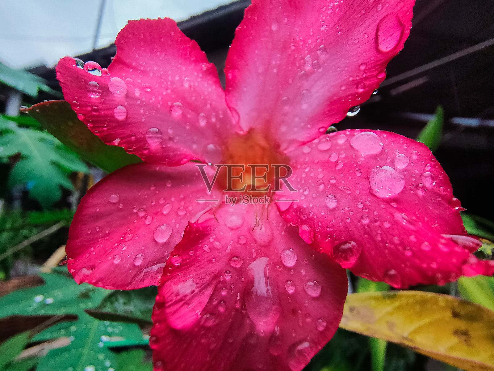 凤仙花颜色红湿暴露在雨中照片摄影图片