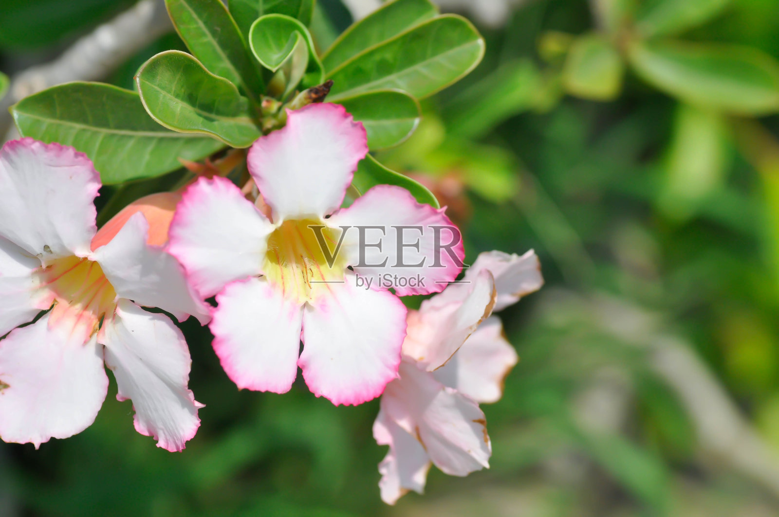 沙漠玫瑰,夹竹桃科,或沙漠玫瑰,或模拟杜鹃,或粉红impala,或impala百合照片摄影图片