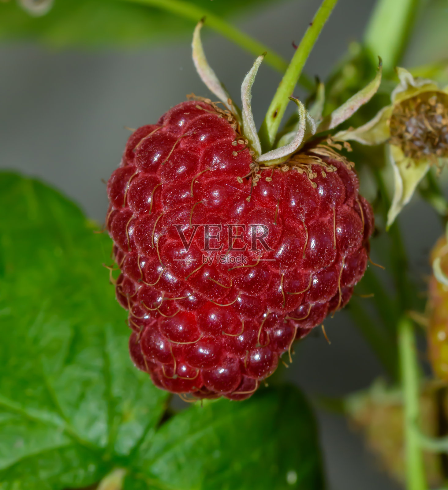 新鲜成熟的孤立树莓生长在花园里的灌木上,在树枝上照片摄影图片