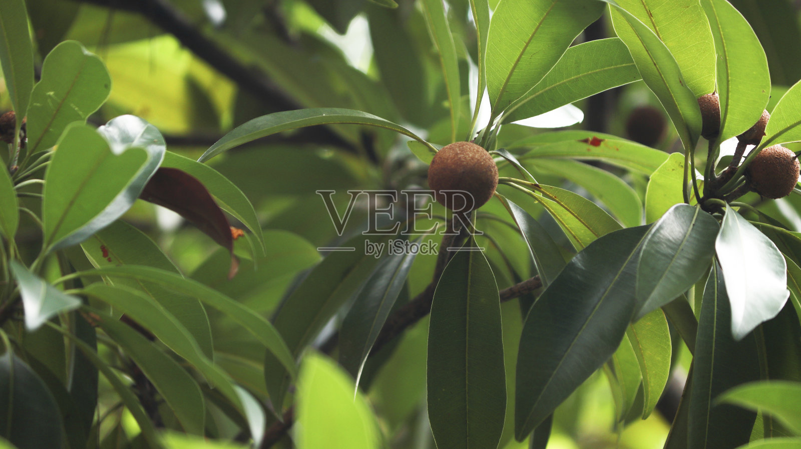 树上的鸡果照片摄影图片