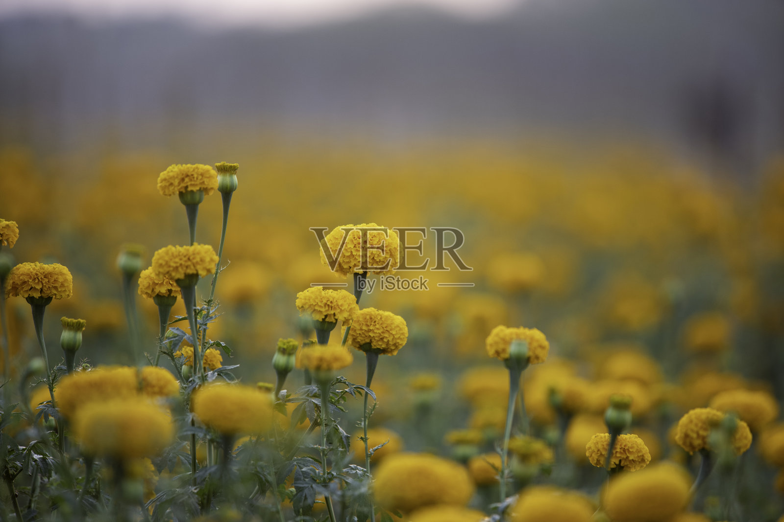 花园里美丽的黄色万寿菊。照片摄影图片