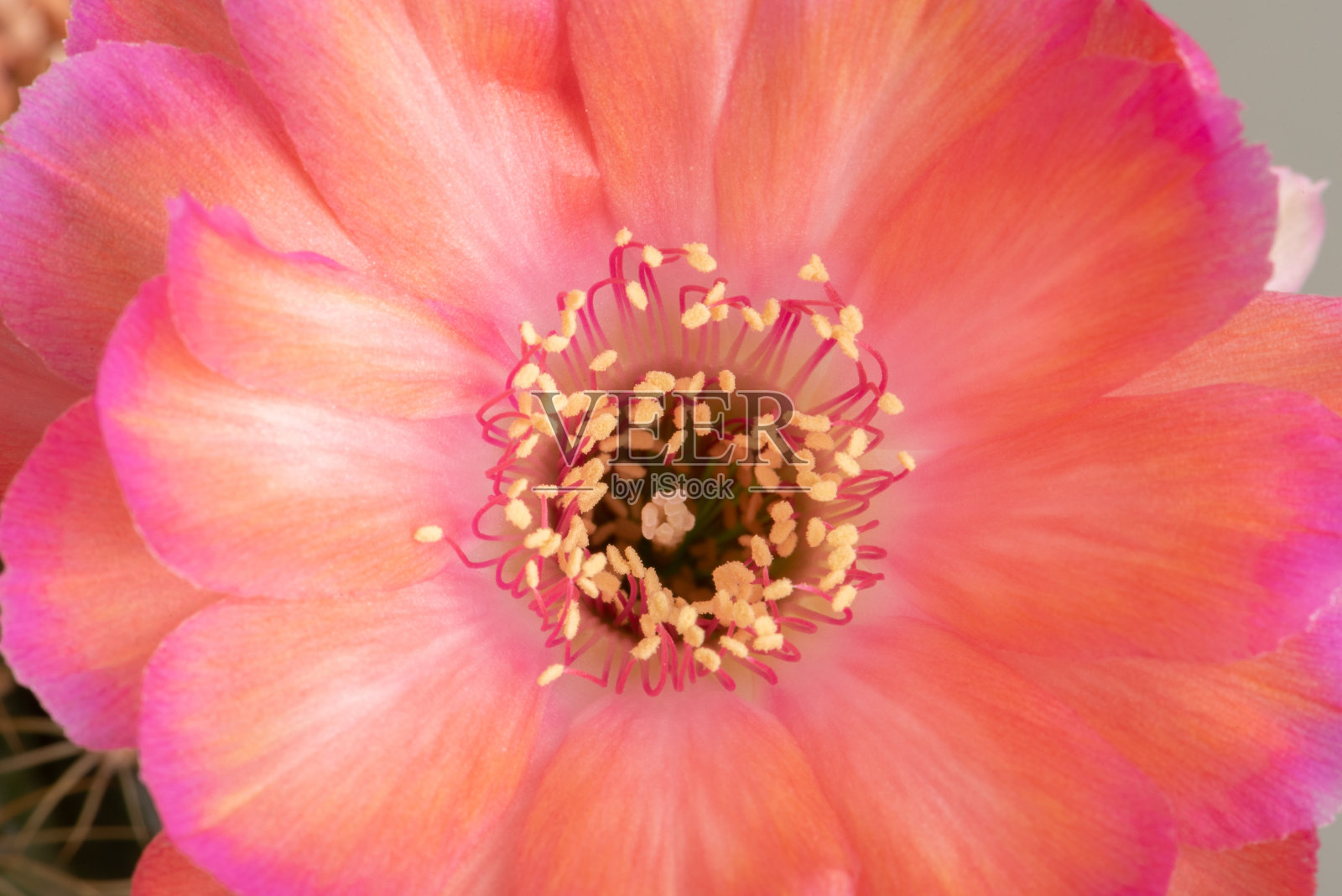 近距离观察仙人掌盛开的花朵照片摄影图片