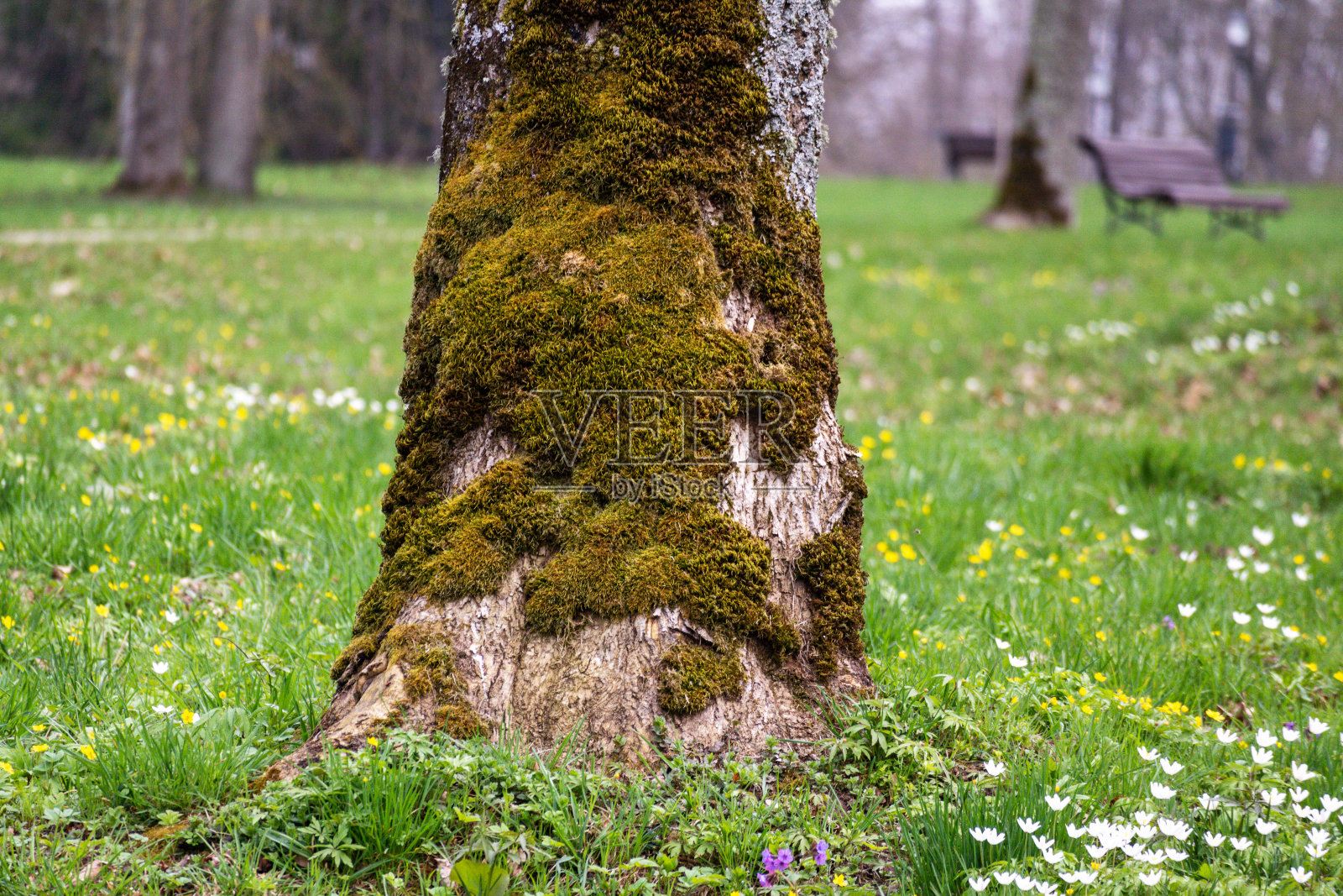 长满青苔的大树干照片摄影图片
