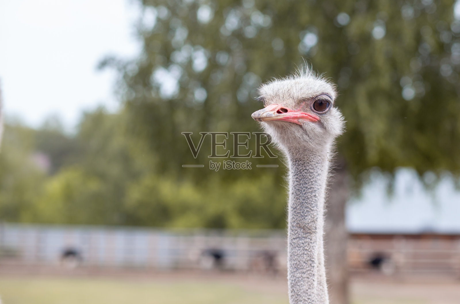 鸵鸟的头部特写。不会飞的鸵鸟鸟照片摄影图片