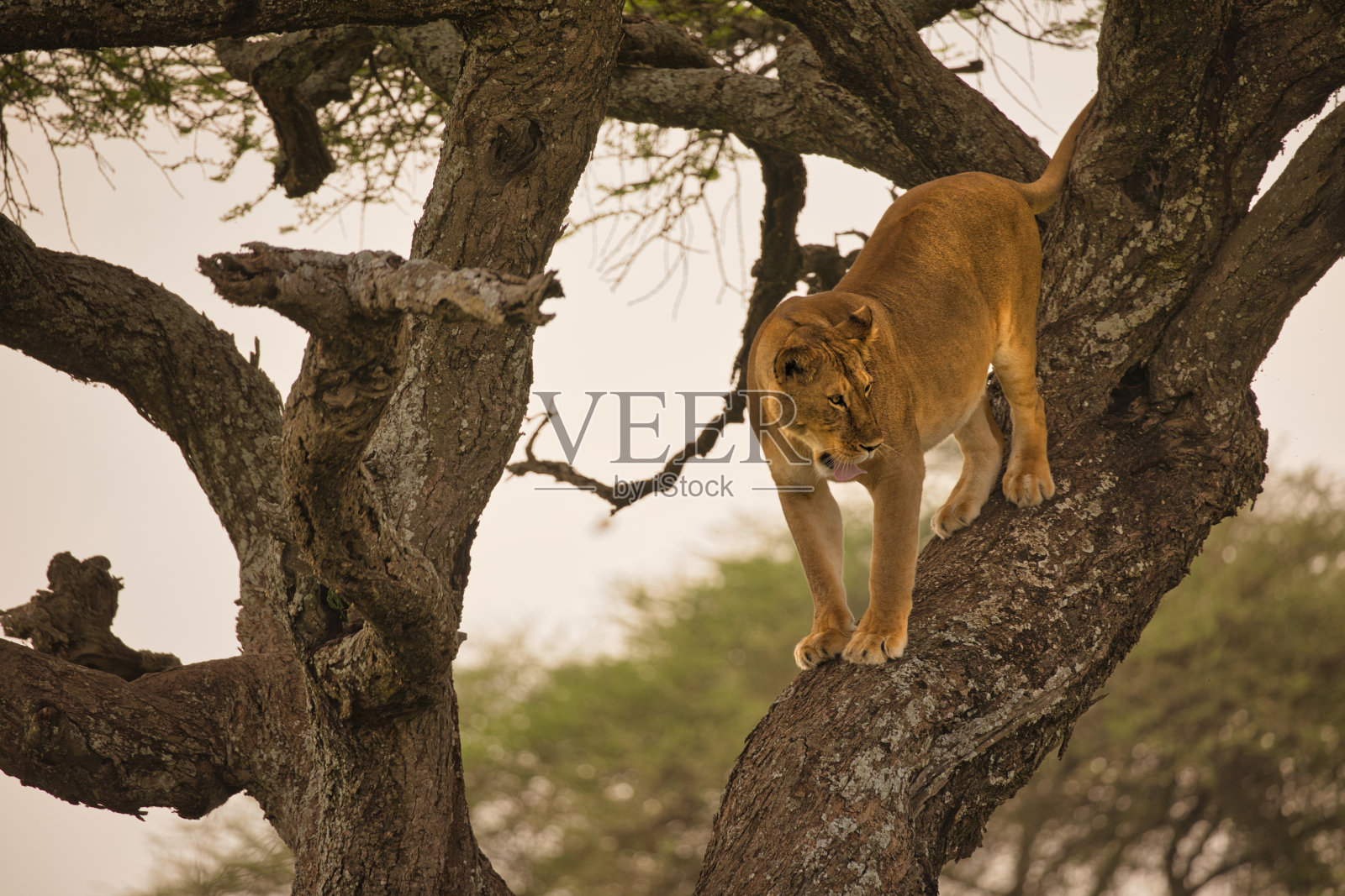 母狮在树上打着哈欠睡觉照片摄影图片