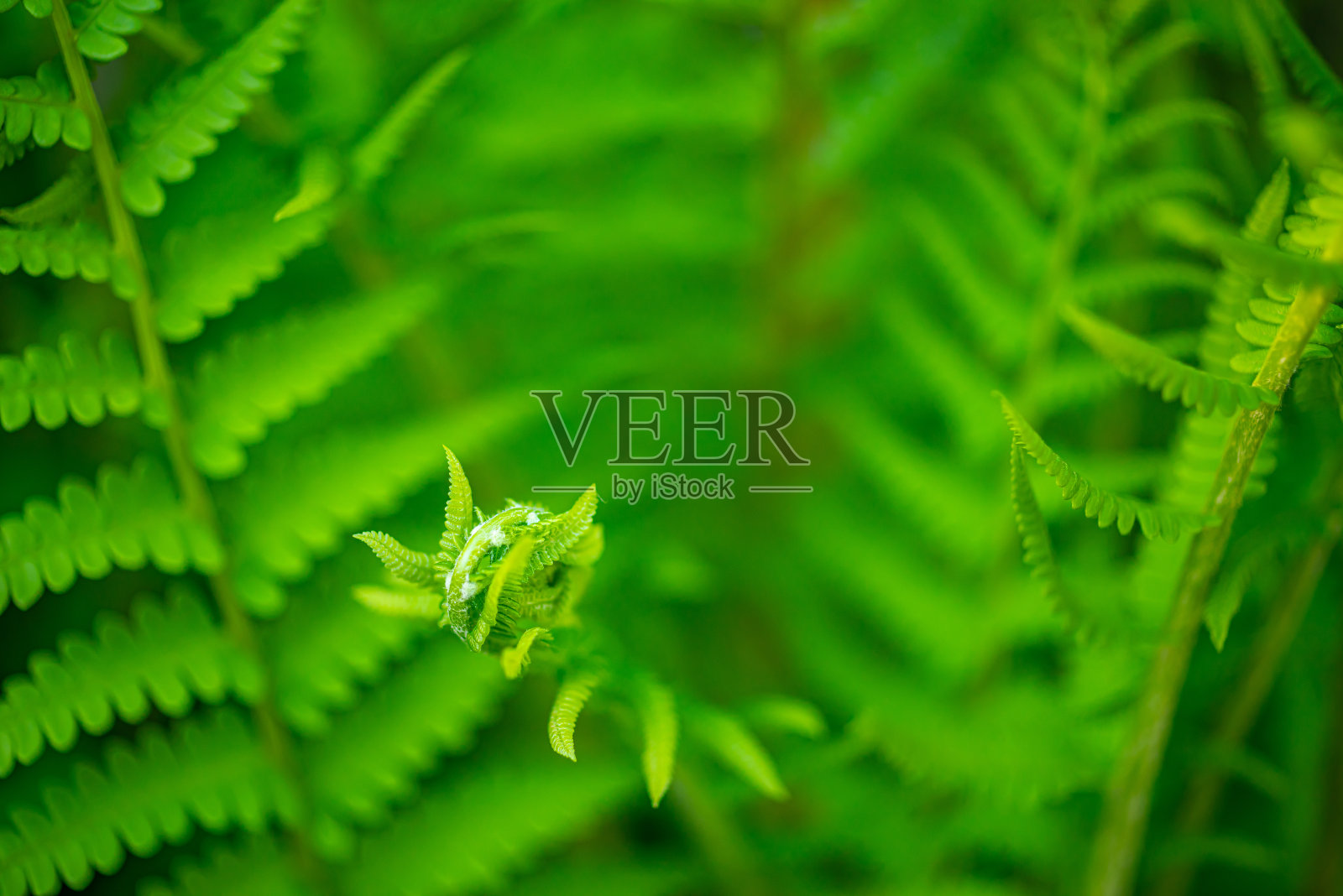 公园里的蕨类植物照片摄影图片