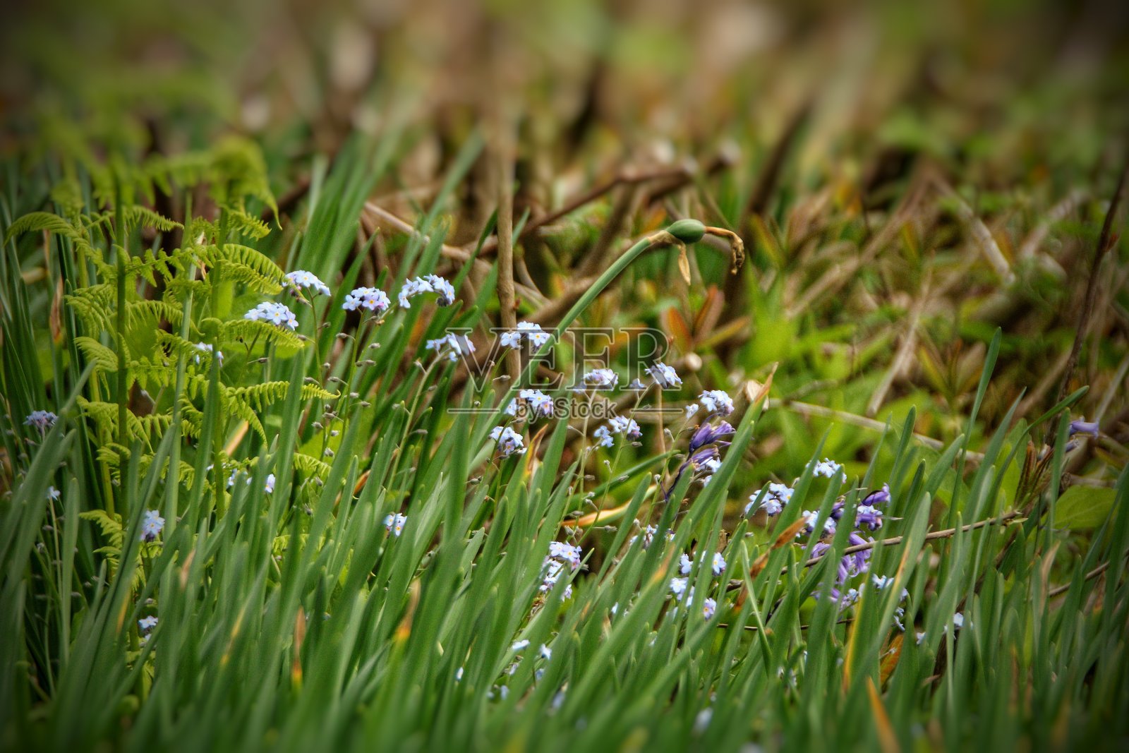 苏格兰南艾尔郡的Bargany花园。照片摄影图片