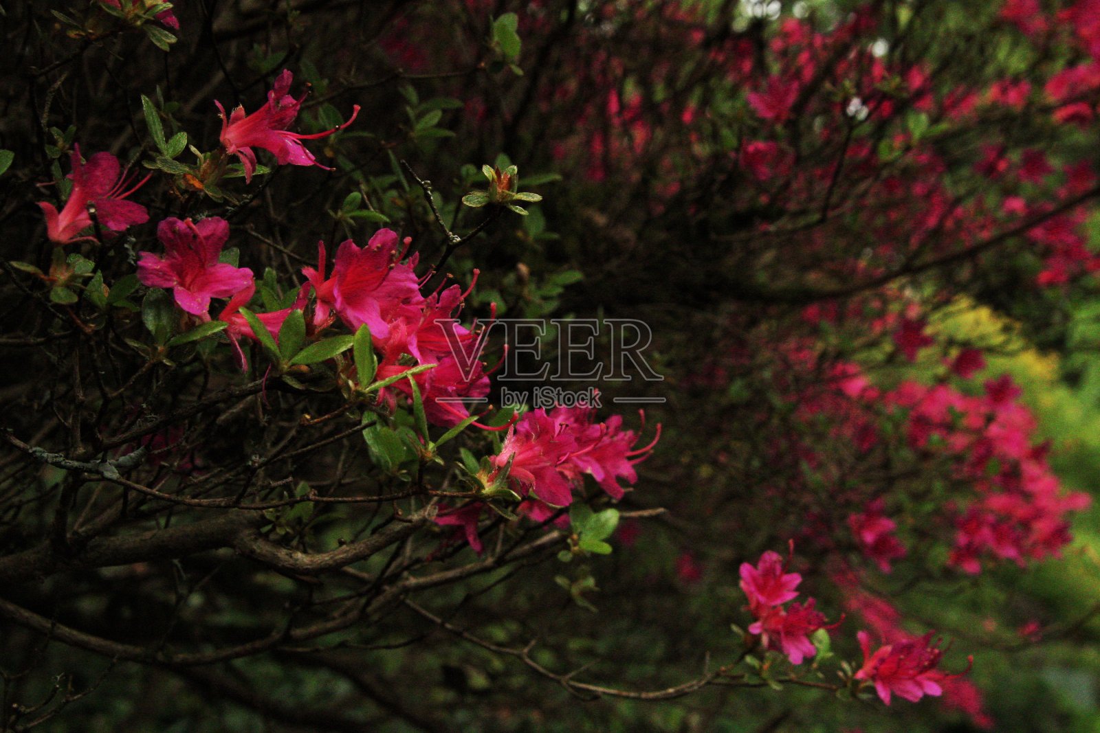 苏格兰南艾尔郡的Bargany花园。照片摄影图片