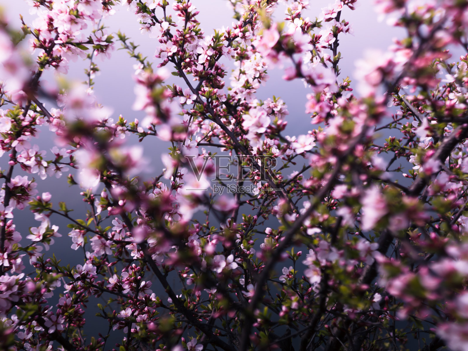 树上开满了粉红色的樱花。照片摄影图片