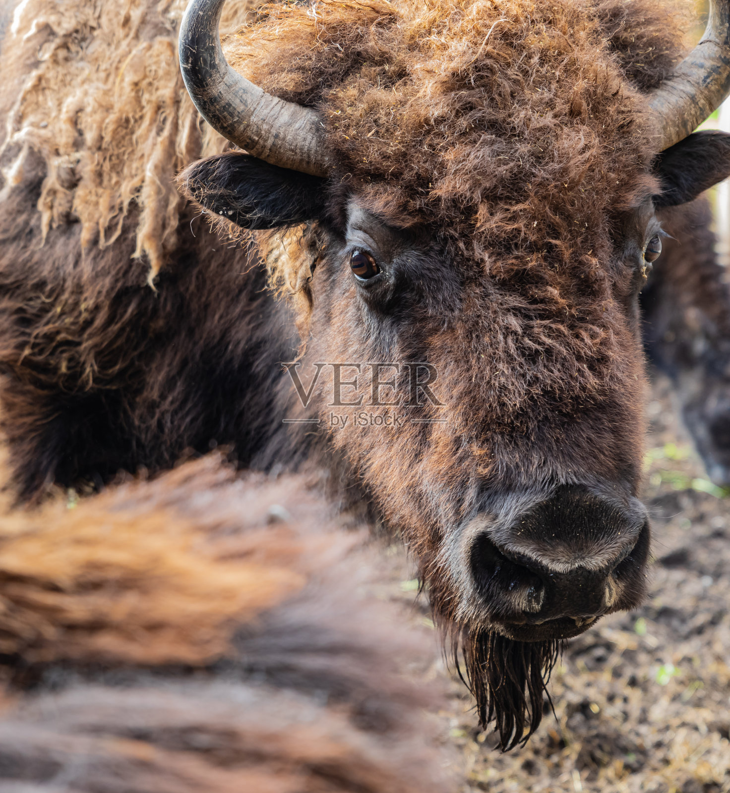 野牛看着镜头。田野里的雌野牛。照片摄影图片