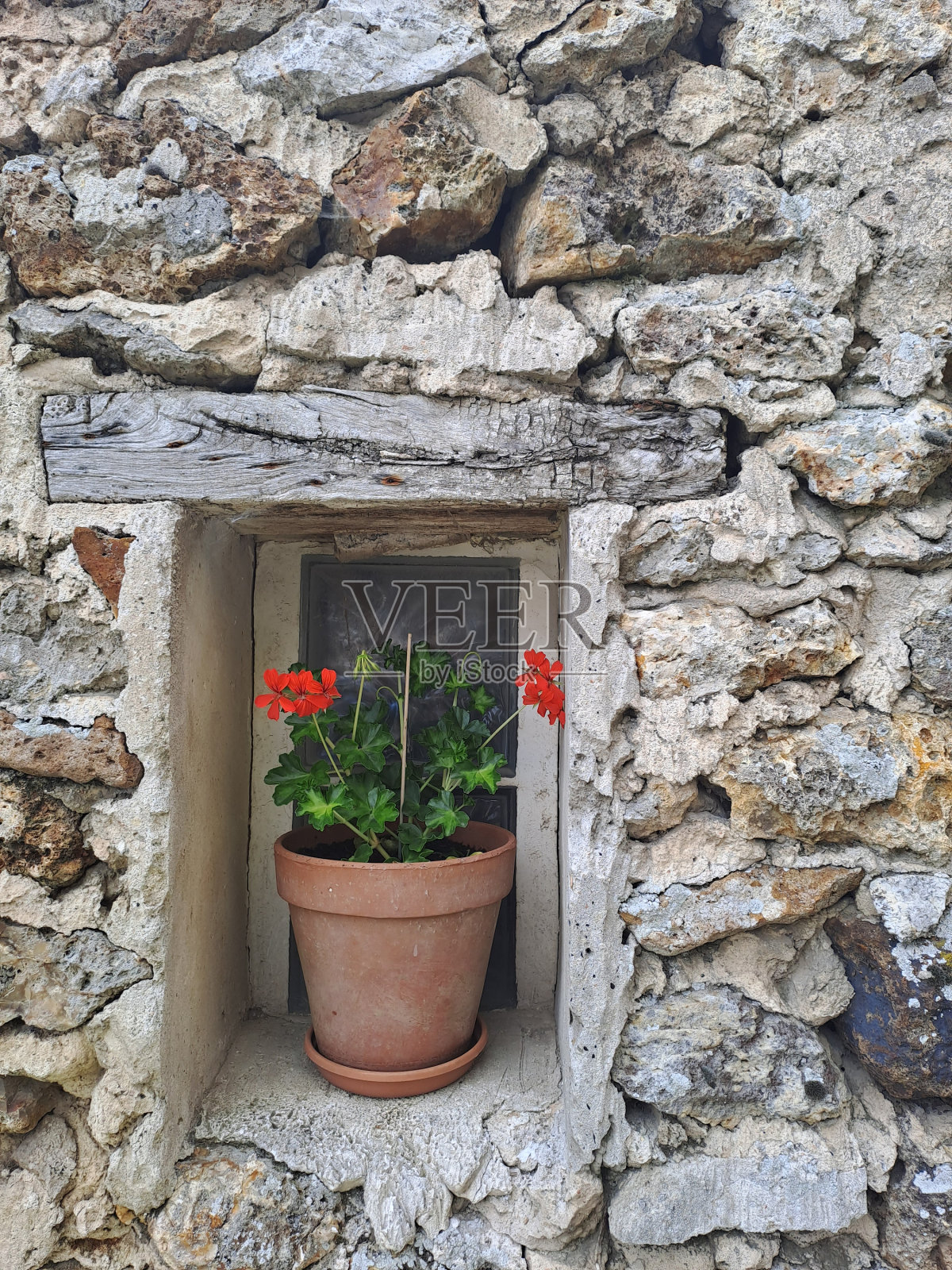 古老的墙上挂着红花照片摄影图片