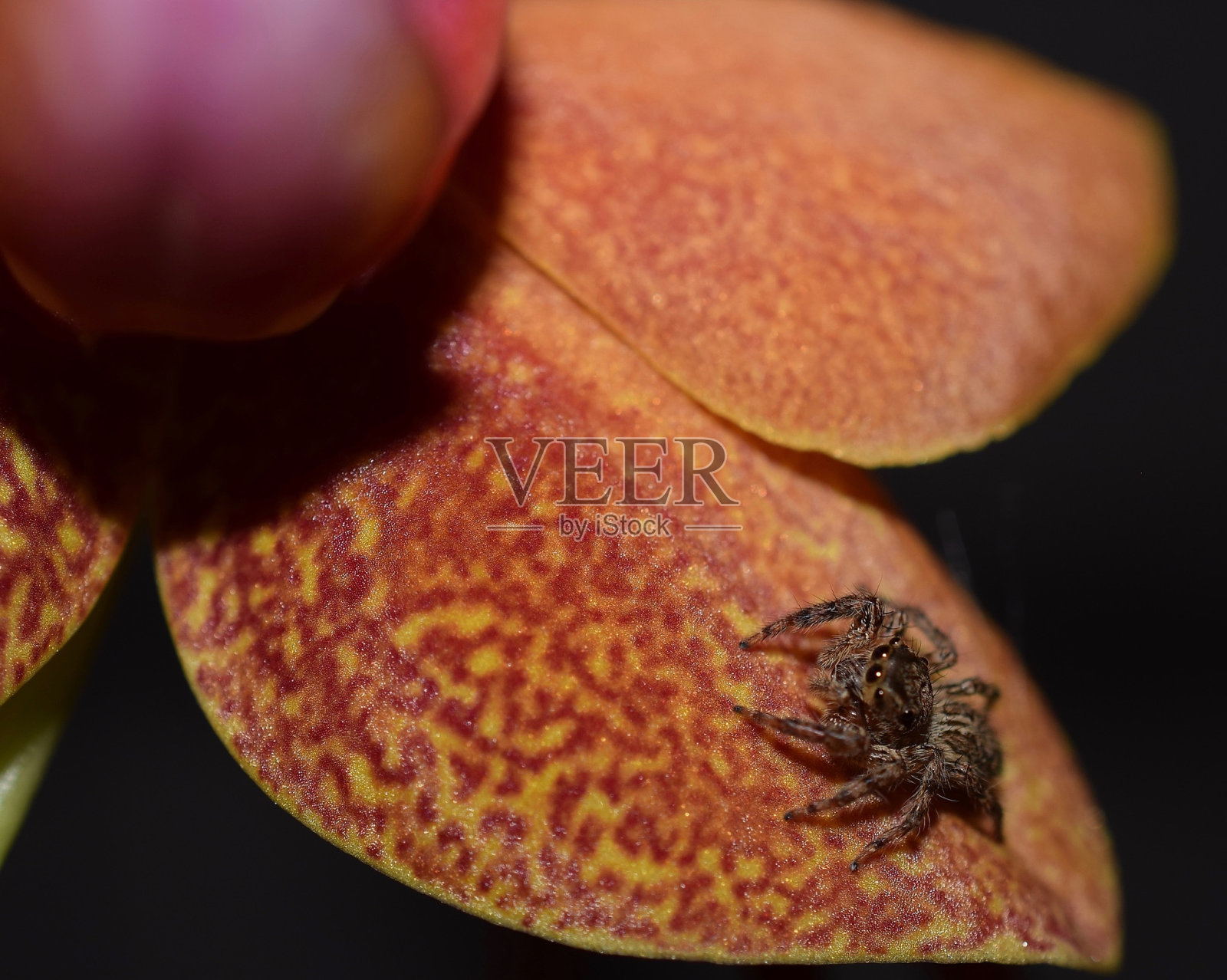 蜘蛛1照片摄影图片