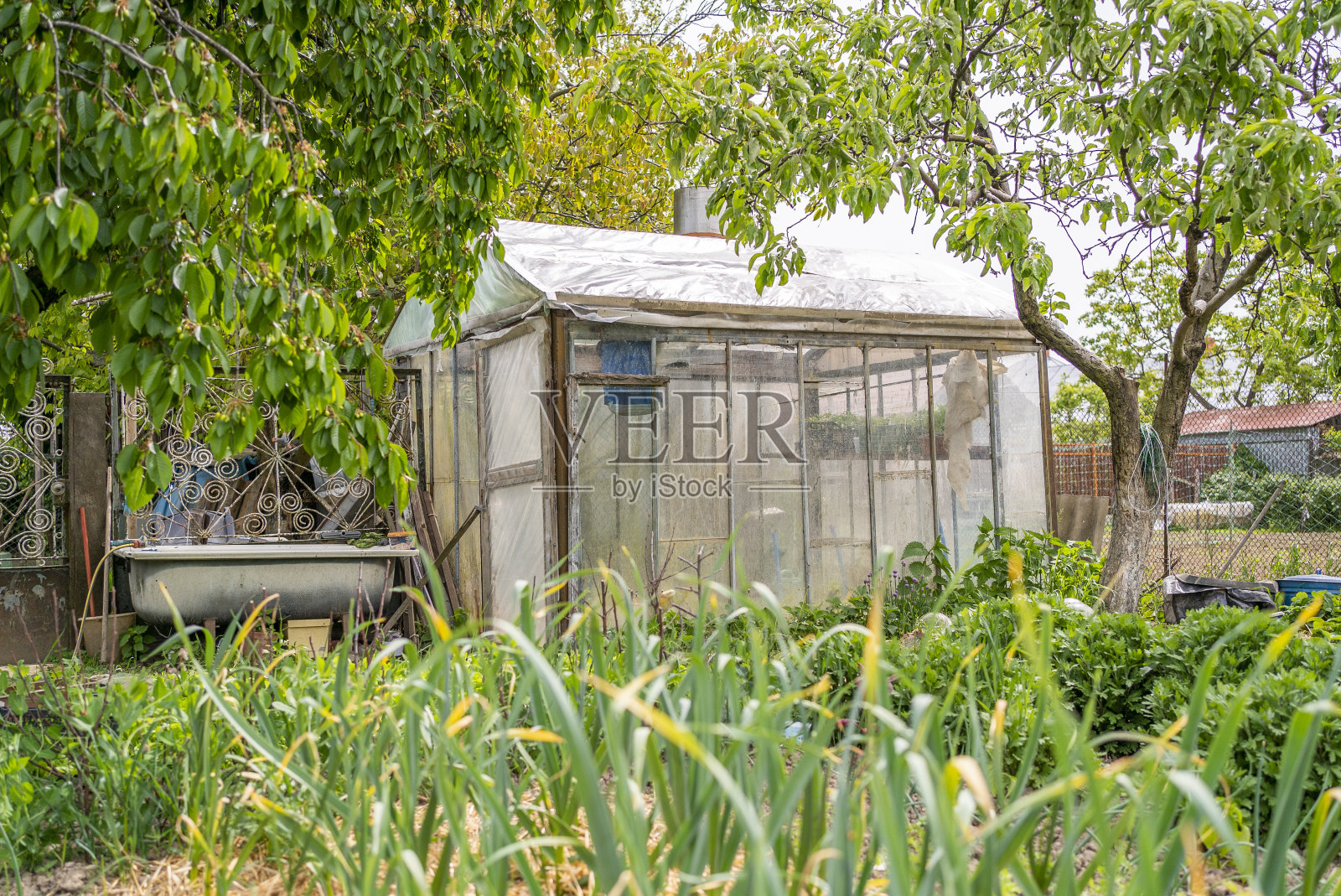 家中花园中的温室。自家种植的有机蔬菜。照片摄影图片
