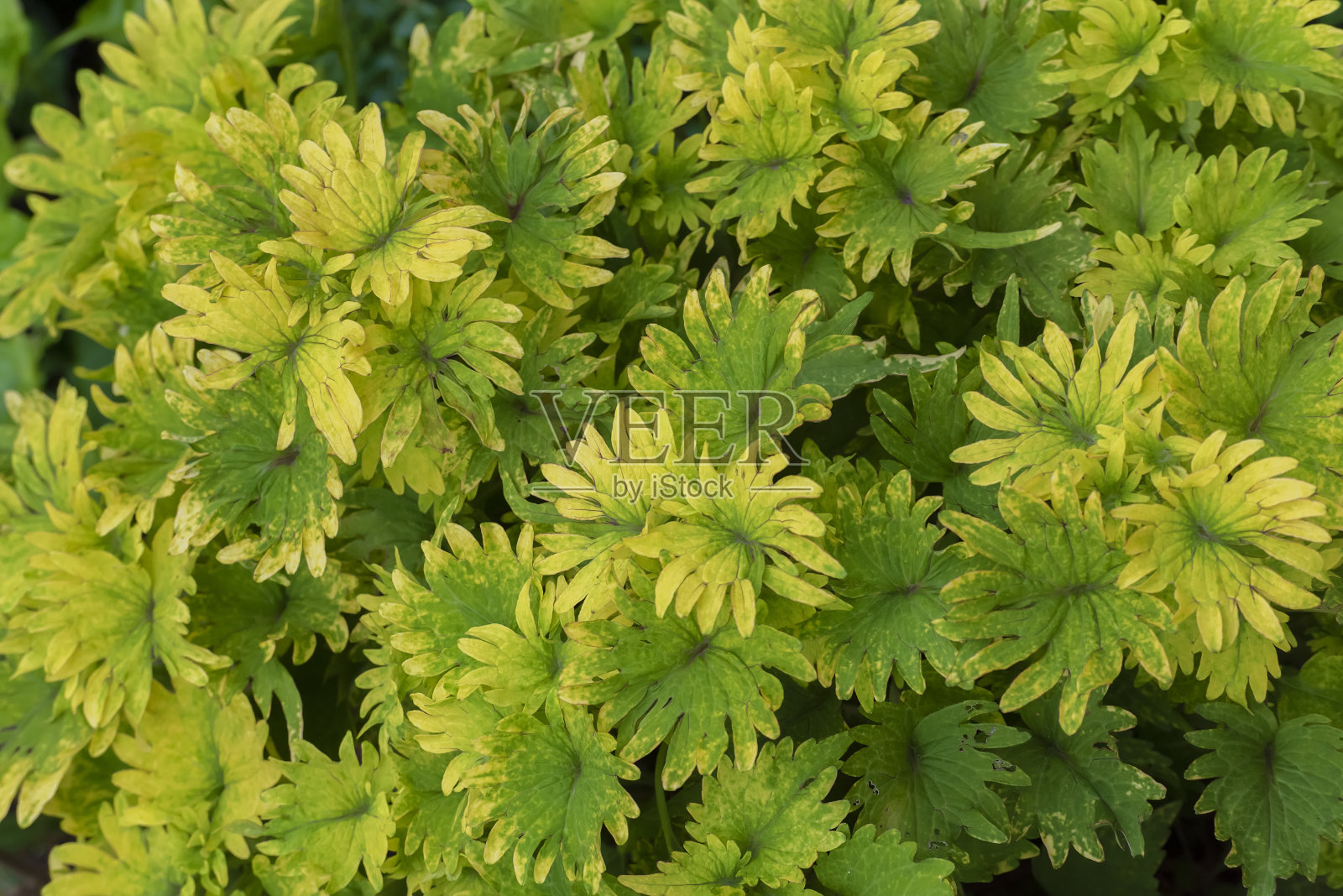 绿叶的特写。自然背景照片摄影图片