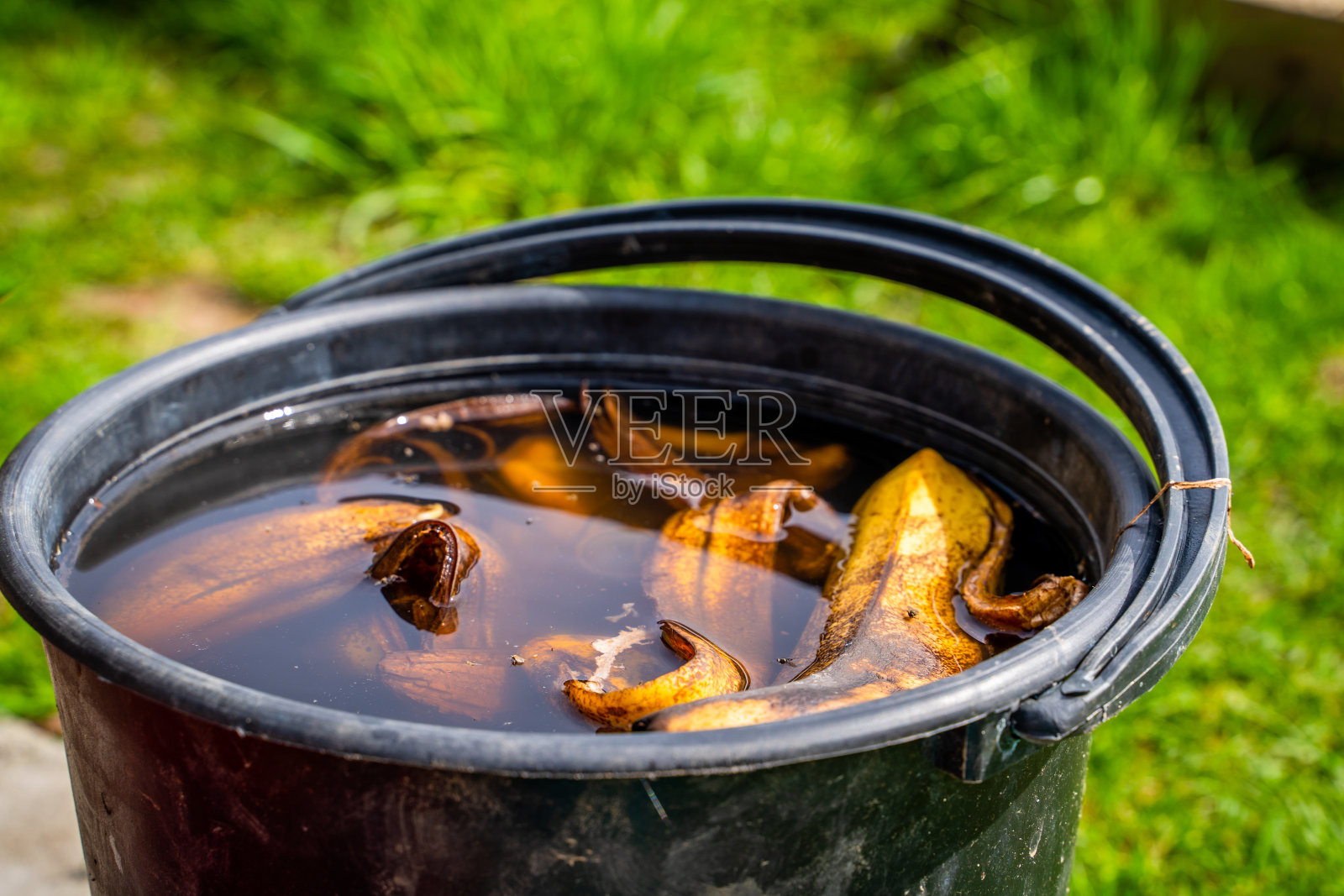 香蕉酊剂用于浇花,特写。装满水和香蕉皮的塑料桶照片摄影图片