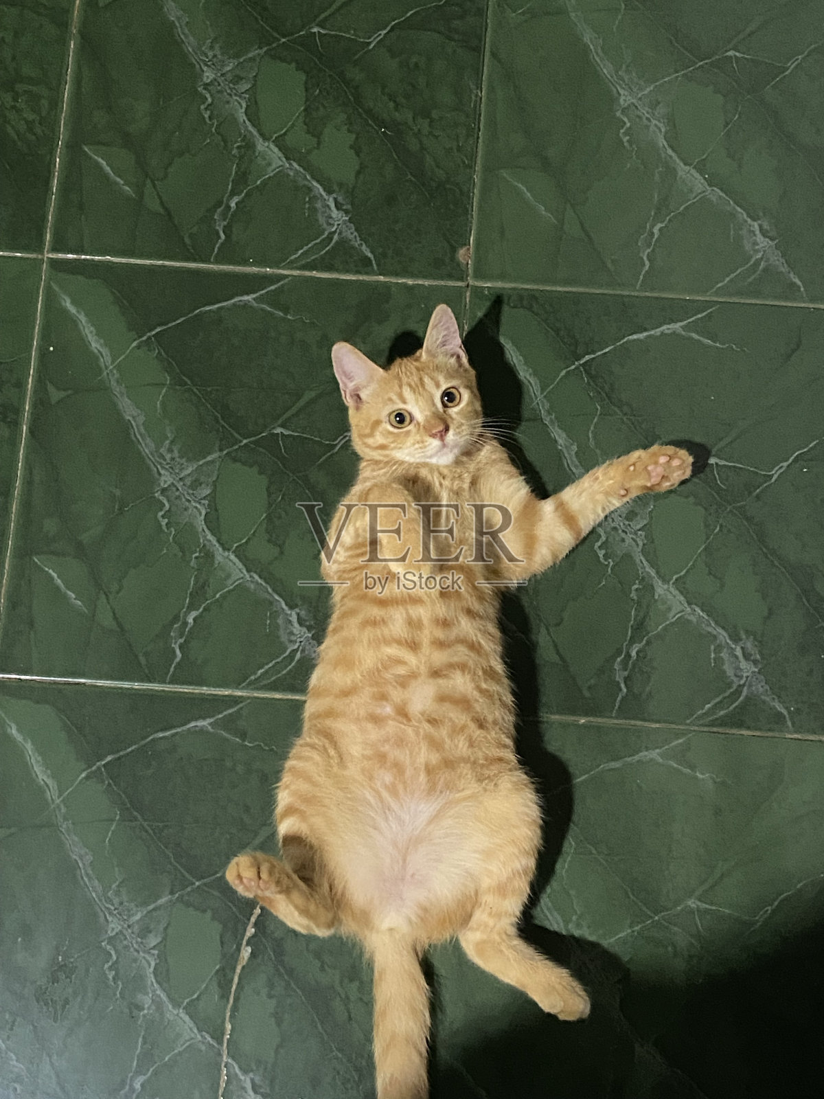 橙色的猫Momo照片摄影图片