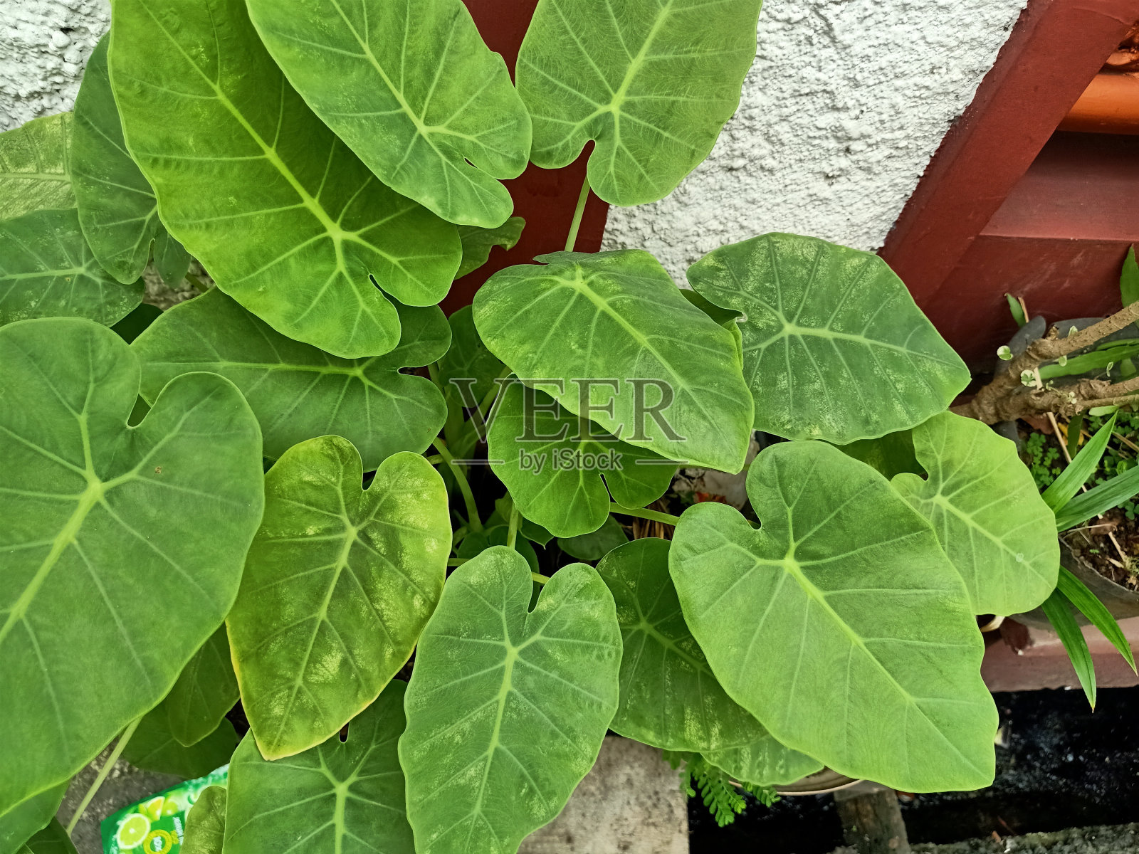 箭叶象耳植物特写照片摄影图片