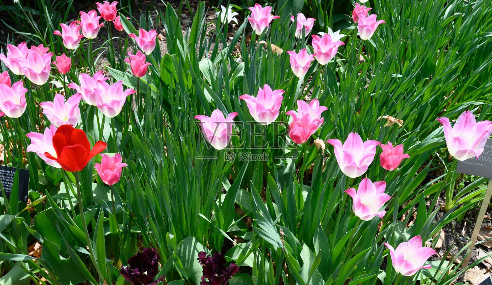 爱德华花园的郁金香照片摄影图片