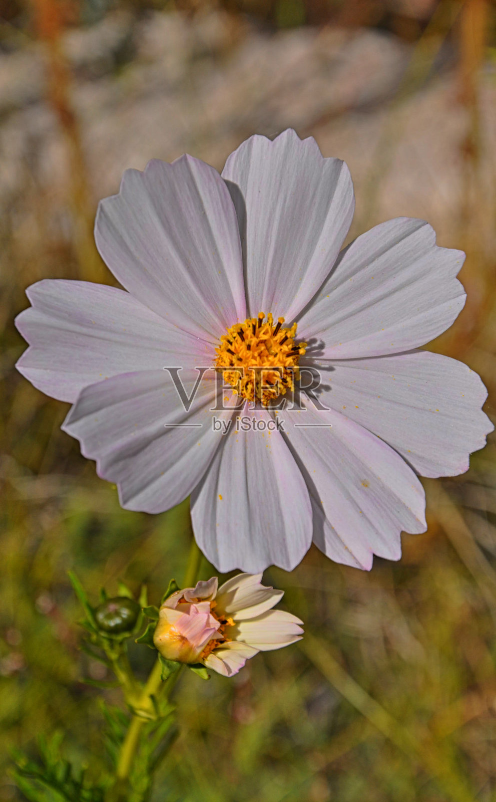 美丽的雏菊花在草地上照片摄影图片