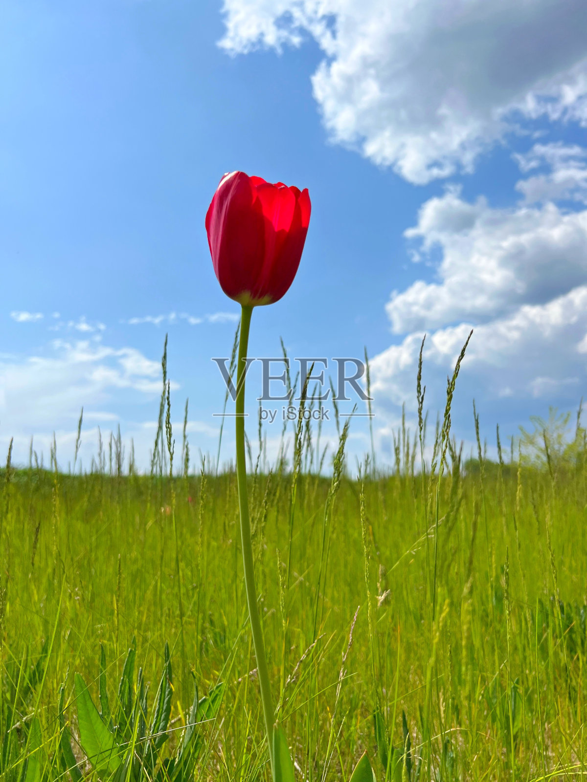 绿草地上的红色郁金香映着蓝天。照片摄影图片