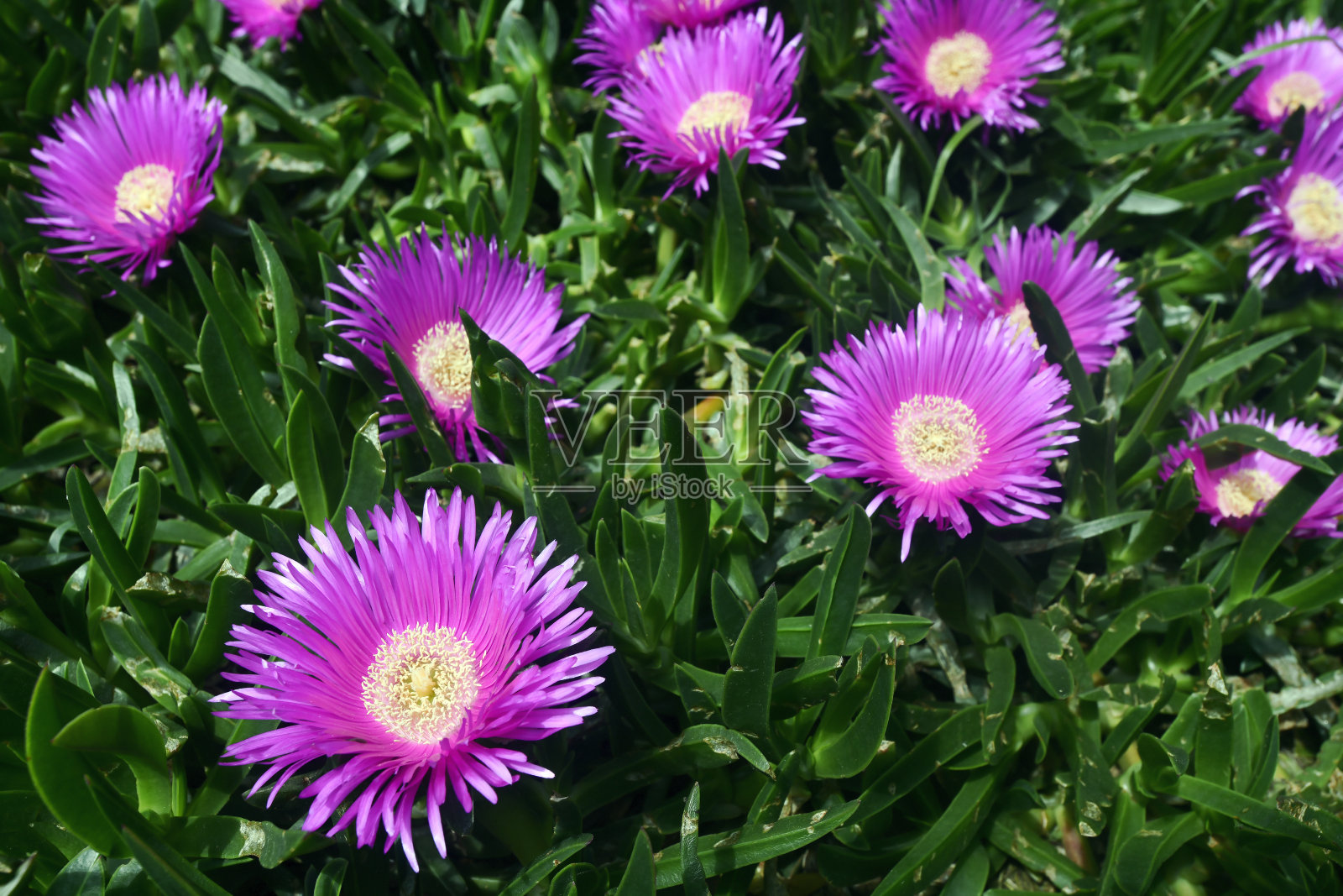 Carpobrotus照片摄影图片