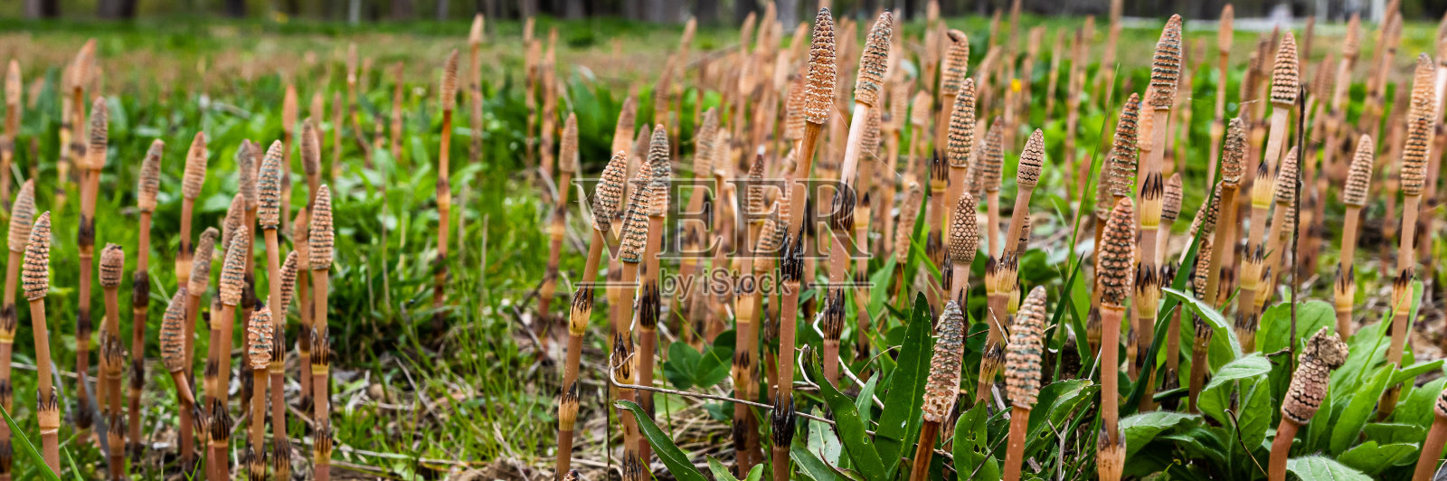 马尾草,俗称马尾草或普通马尾草,是马尾科多年生草本植物。马尾植物木贼照片摄影图片