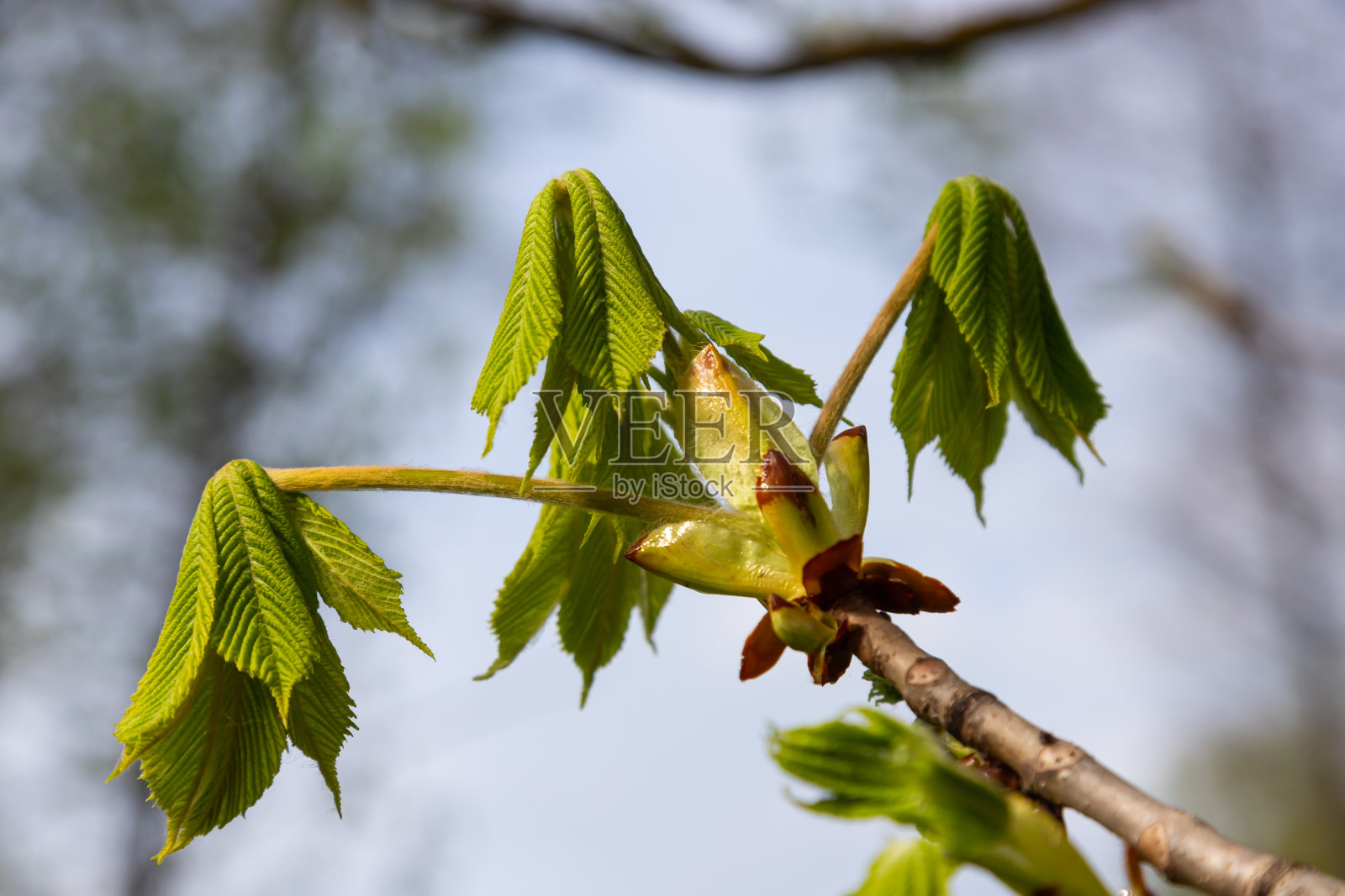 春栗枝与新叶在模糊的背景特写照片摄影图片