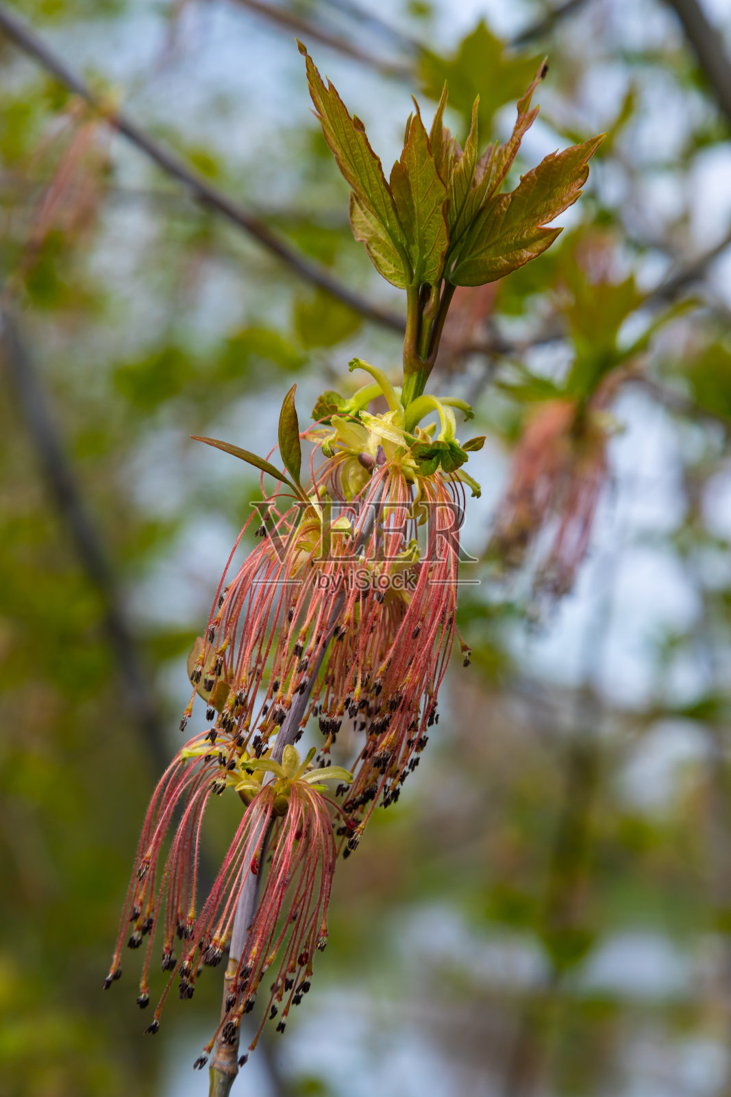 灰叶槭在初春开花,天晴与自然环境,背景模糊照片摄影图片