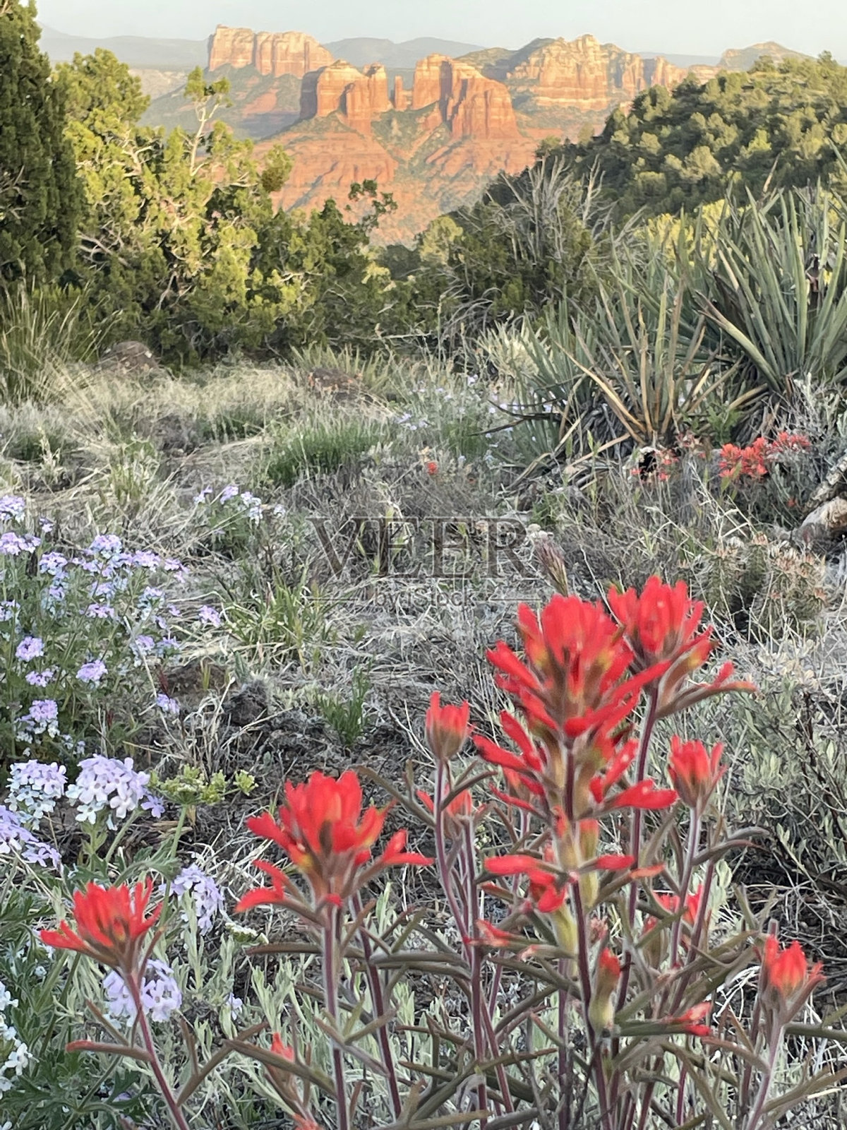 塞多纳亚利桑那州照片摄影图片