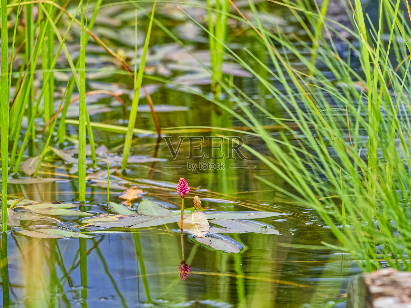 贾斯珀国家公园在加拿大阿尔伯塔省照片摄影图片