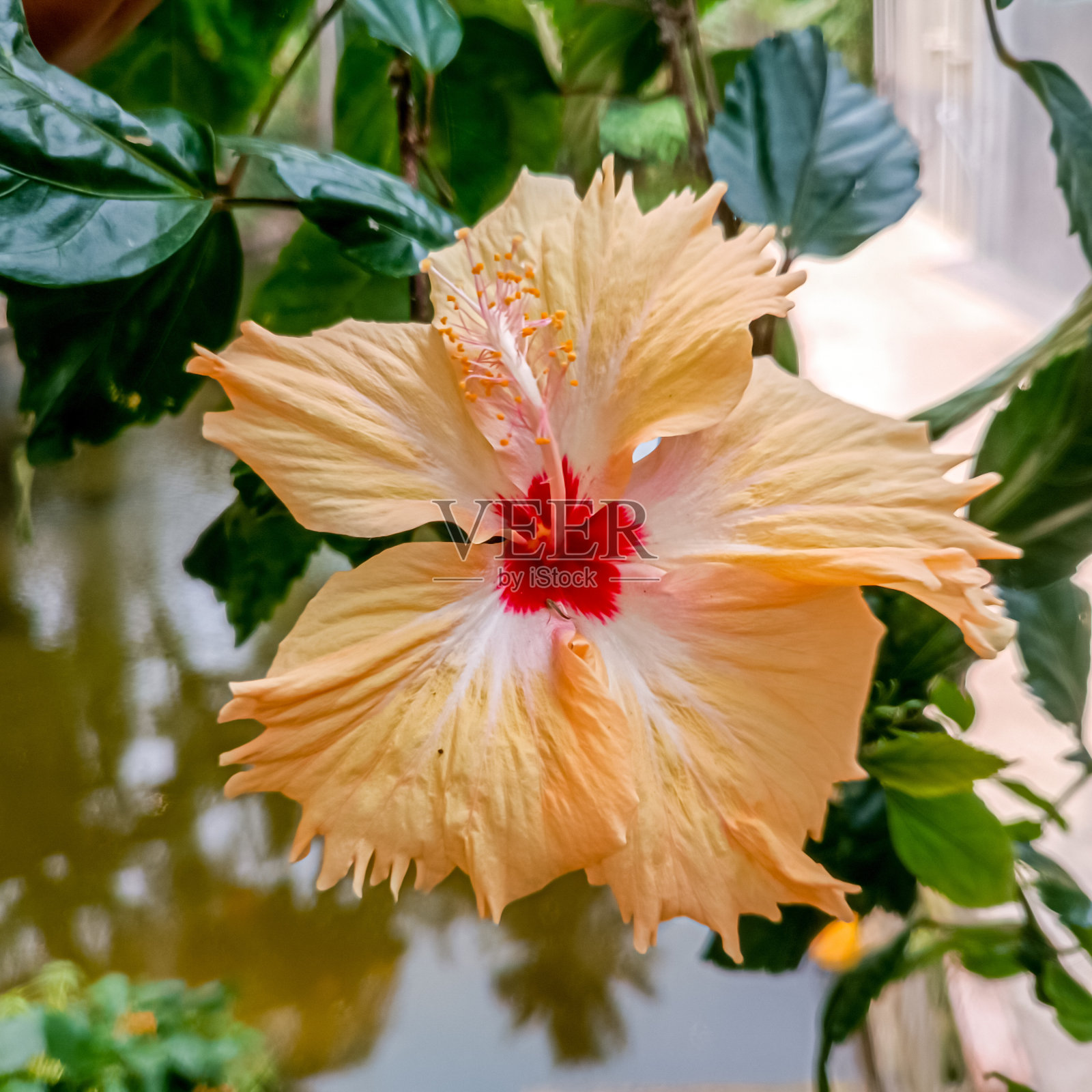 芙蓉花照片摄影图片