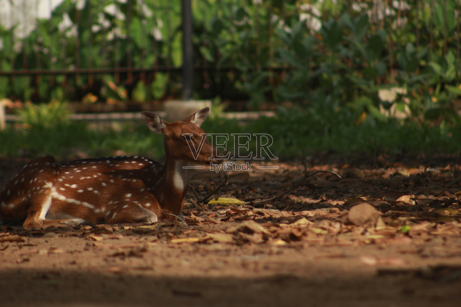 斑鹿,拉丁名Axis,是一种草食性动物,在印度尼西亚的Cirebon国家大楼里照片摄影图片