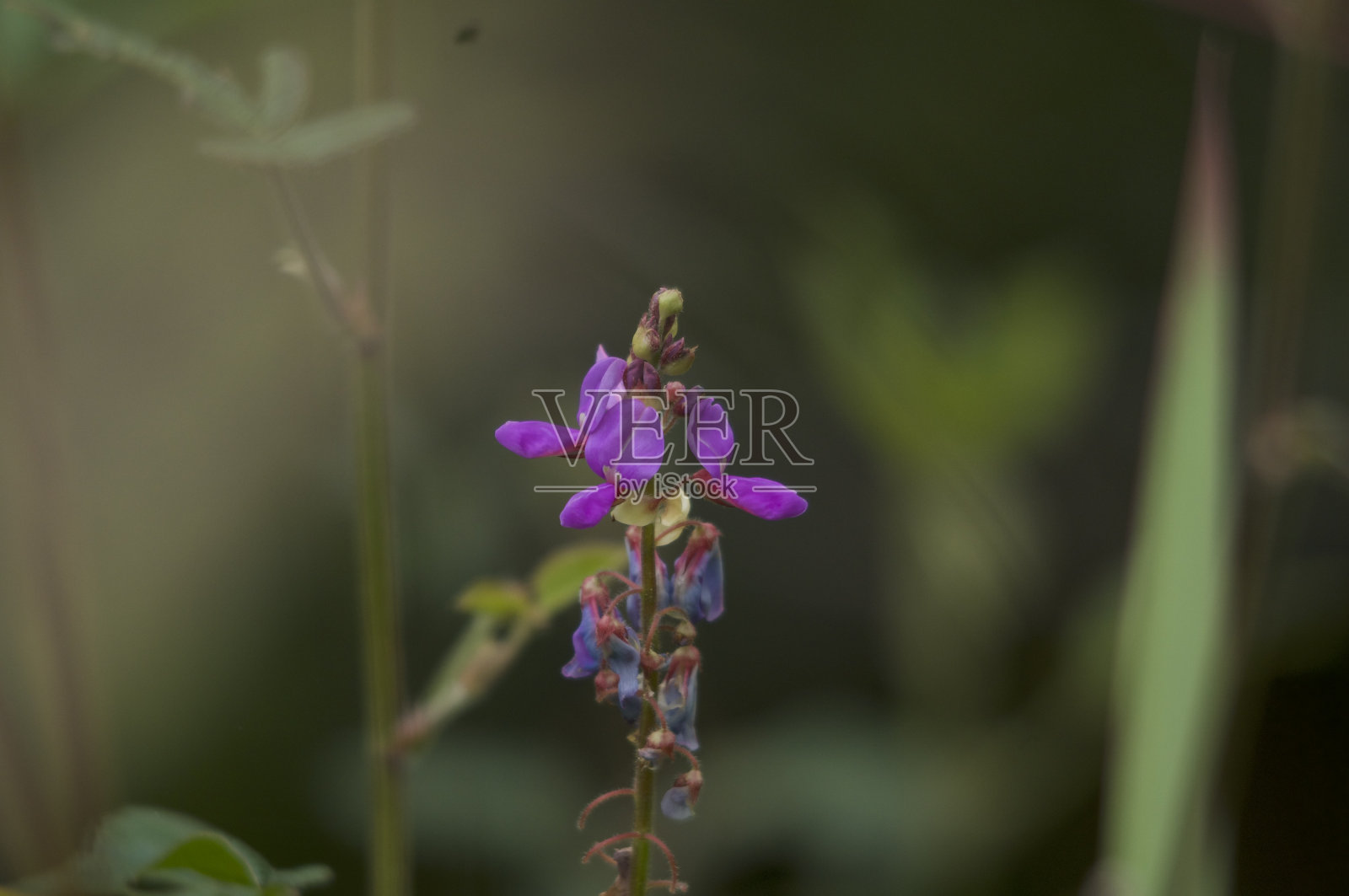 亚齐的纳甘拉亚保护林照片摄影图片