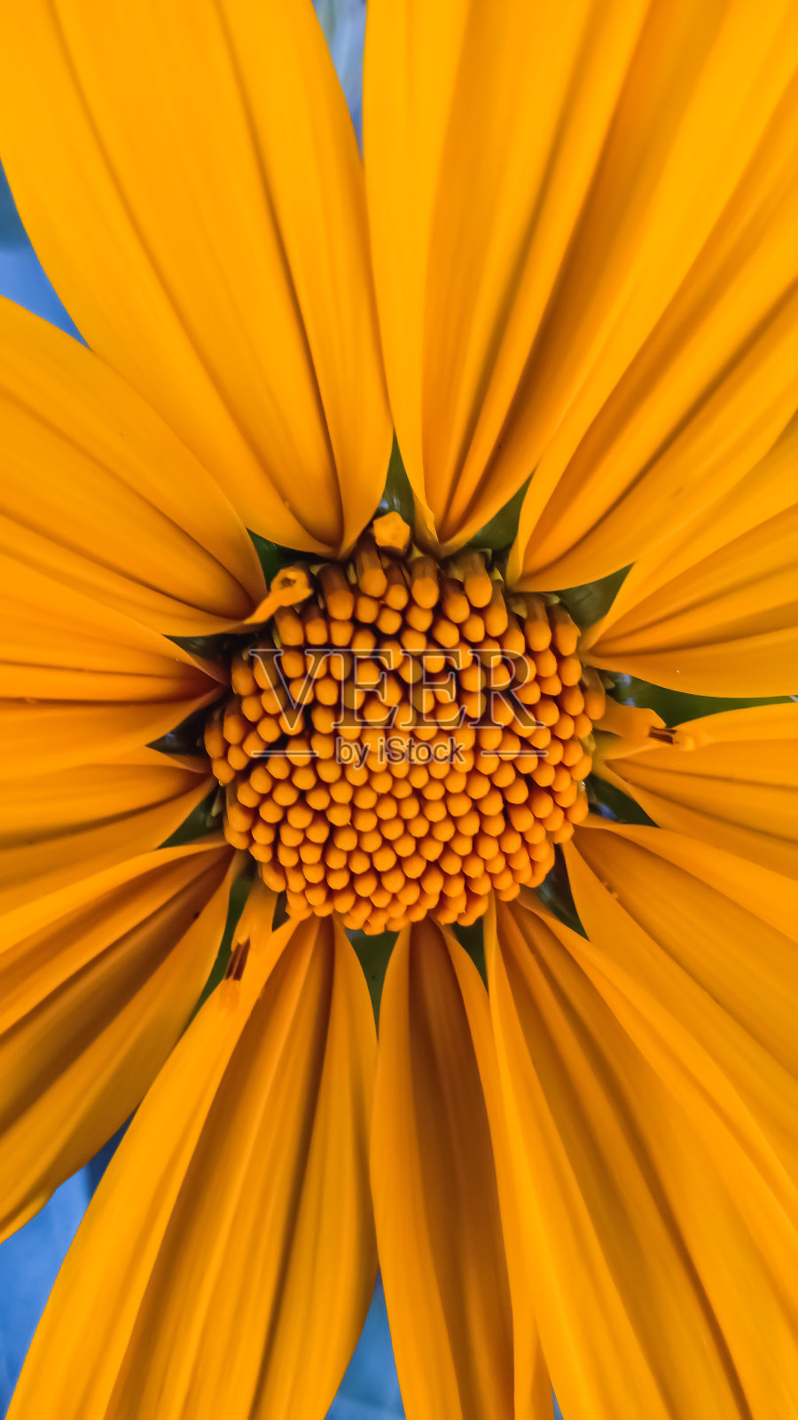 神奇的照片摄影图片