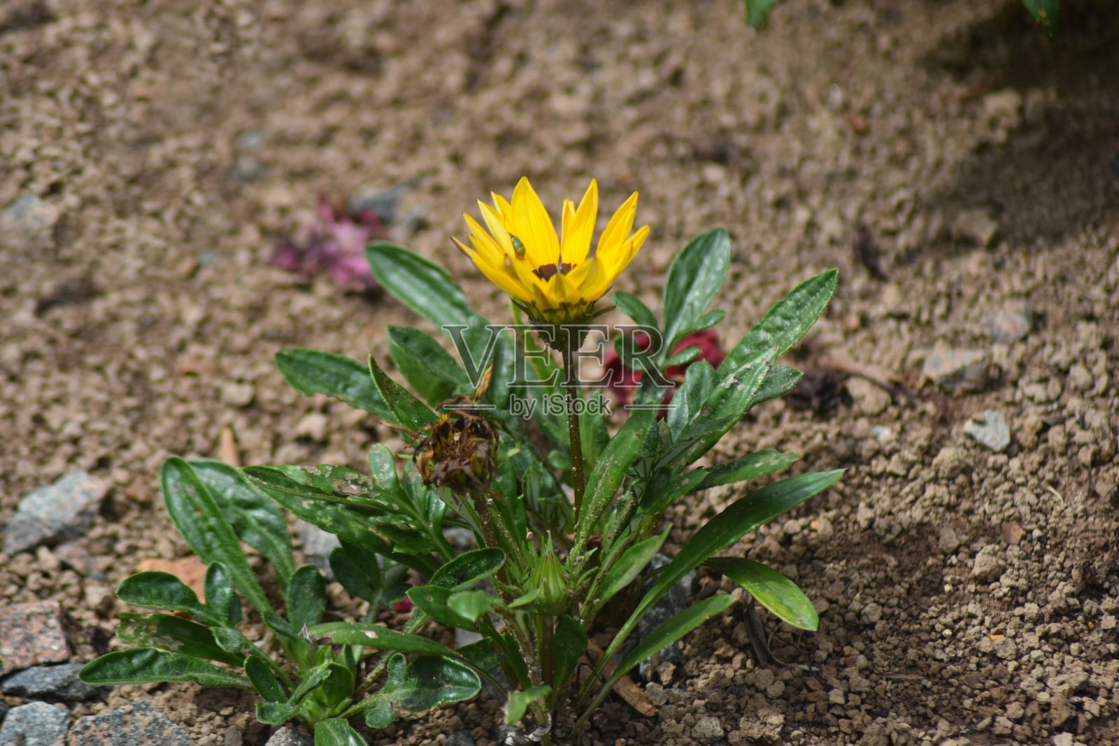 美丽的非洲菊花照片摄影图片