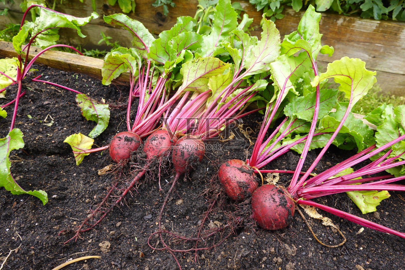 有机花园中甜菜根的栽培。在后院收获甜菜照片摄影图片