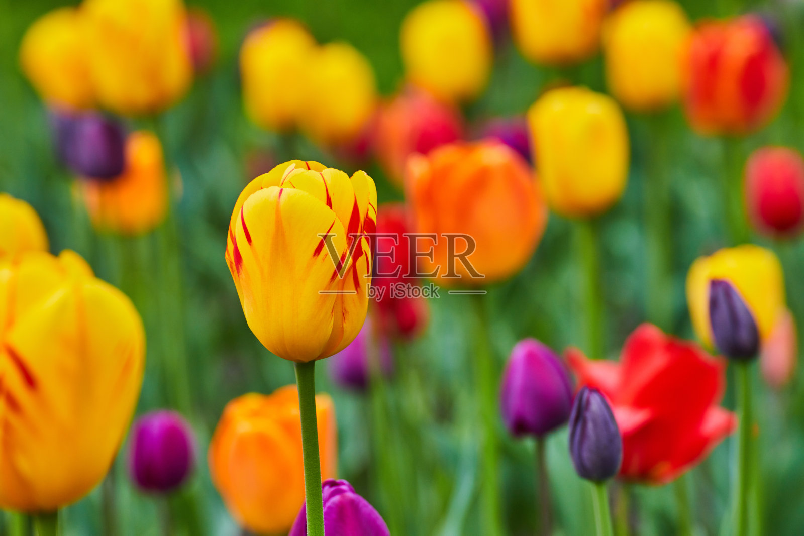 令人惊叹的春天郁金香花在花园里的细节照片摄影图片