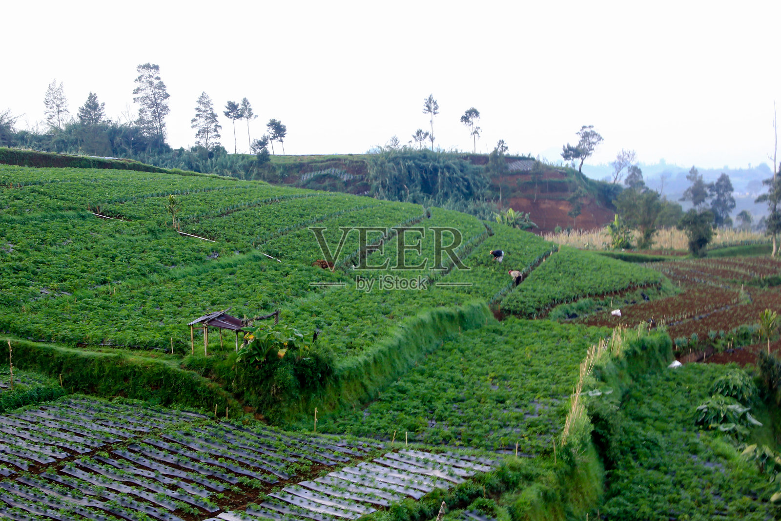 乡间胡萝卜种植园的广阔景象照片摄影图片