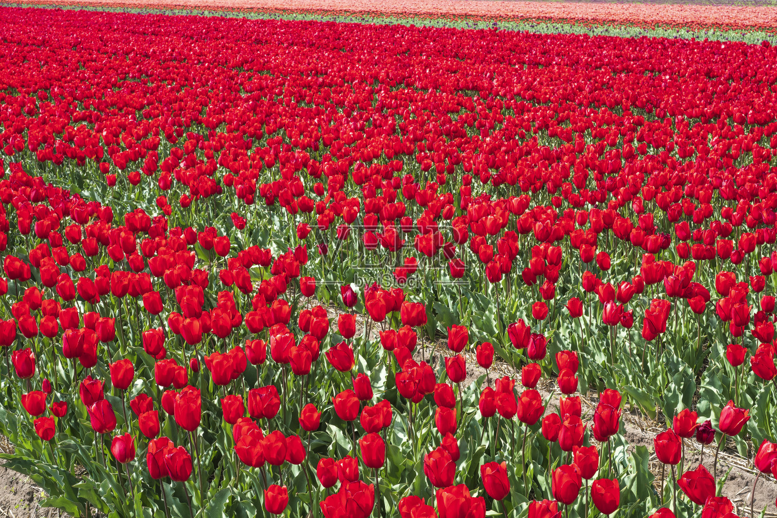 荷兰的郁金香花照片摄影图片