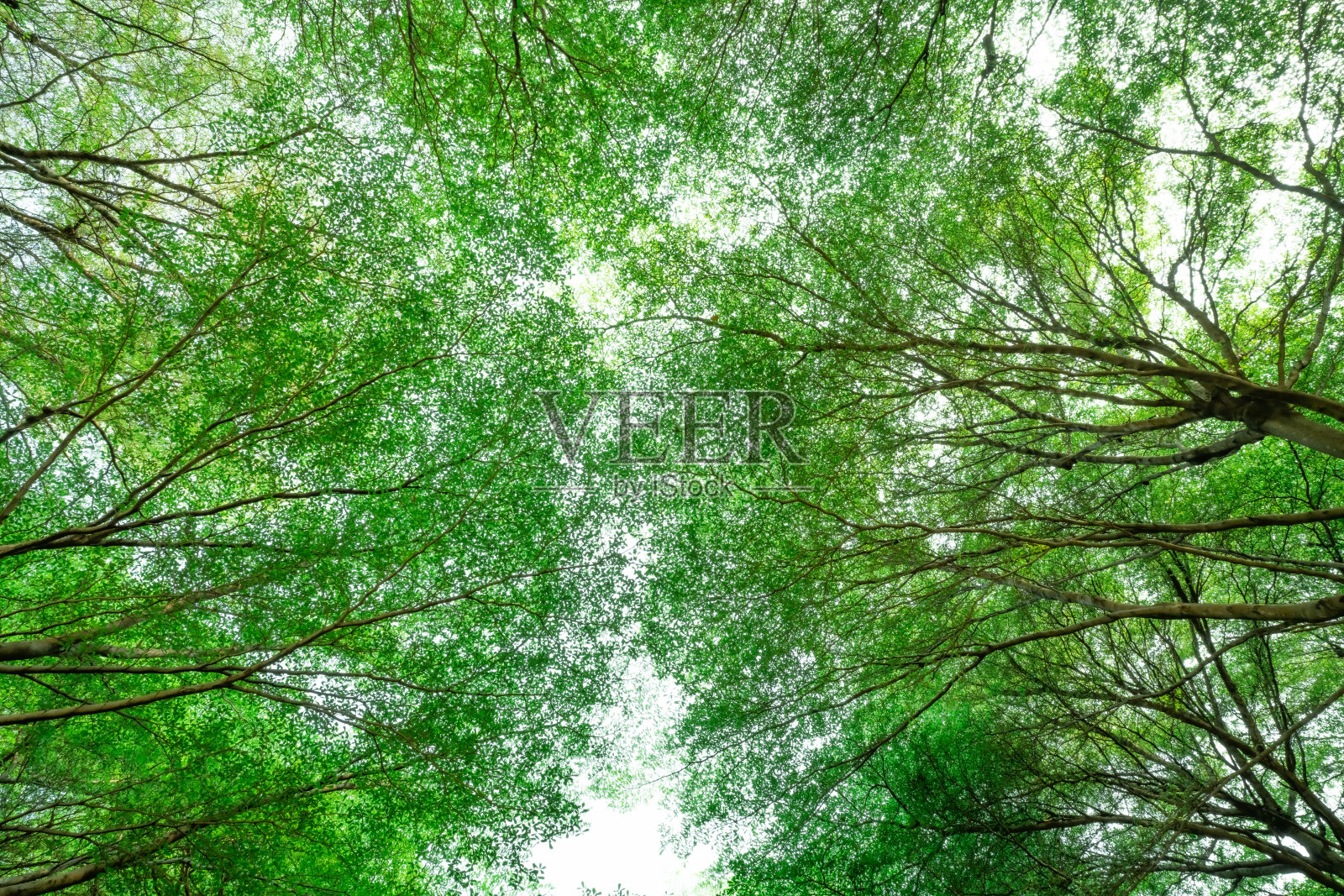 热带森林中一棵枝叶繁茂的树的底图。公园里的新鲜环境。夏天花园里的绿树给人提供氧气。生态学的概念。碳减排。植物的碳信用。照片摄影图片