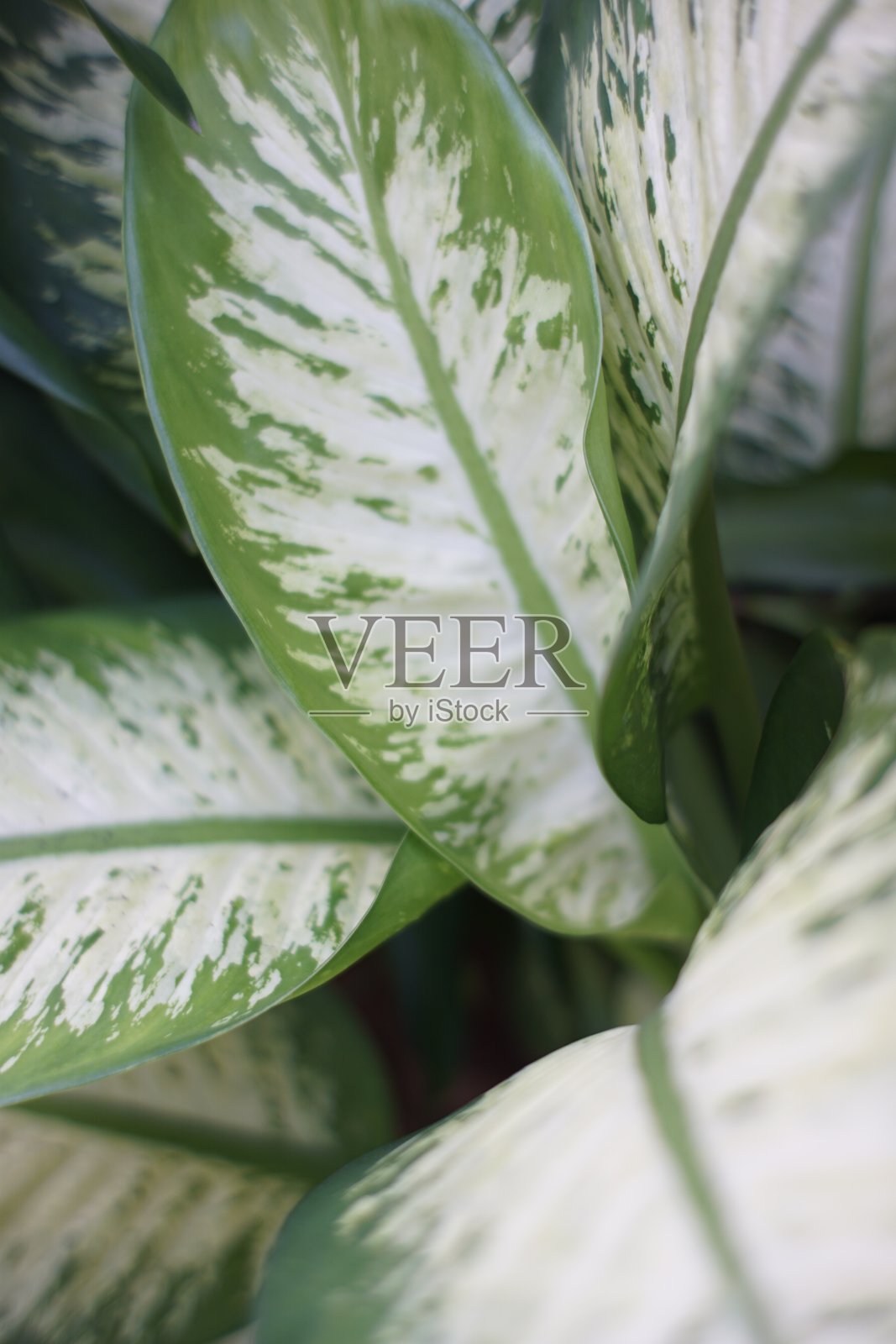 紫花蝶叶的黄色叶子照片摄影图片