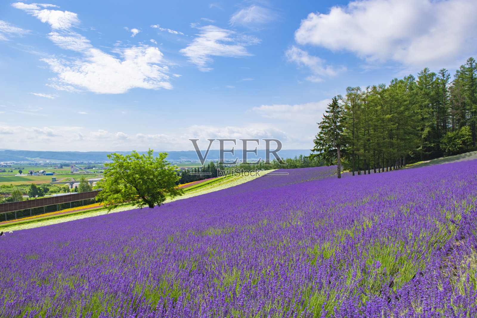 日本北海道富野富田农场夏天的一窝多里五彩缤纷的花朵和薰衣草田照片摄影图片