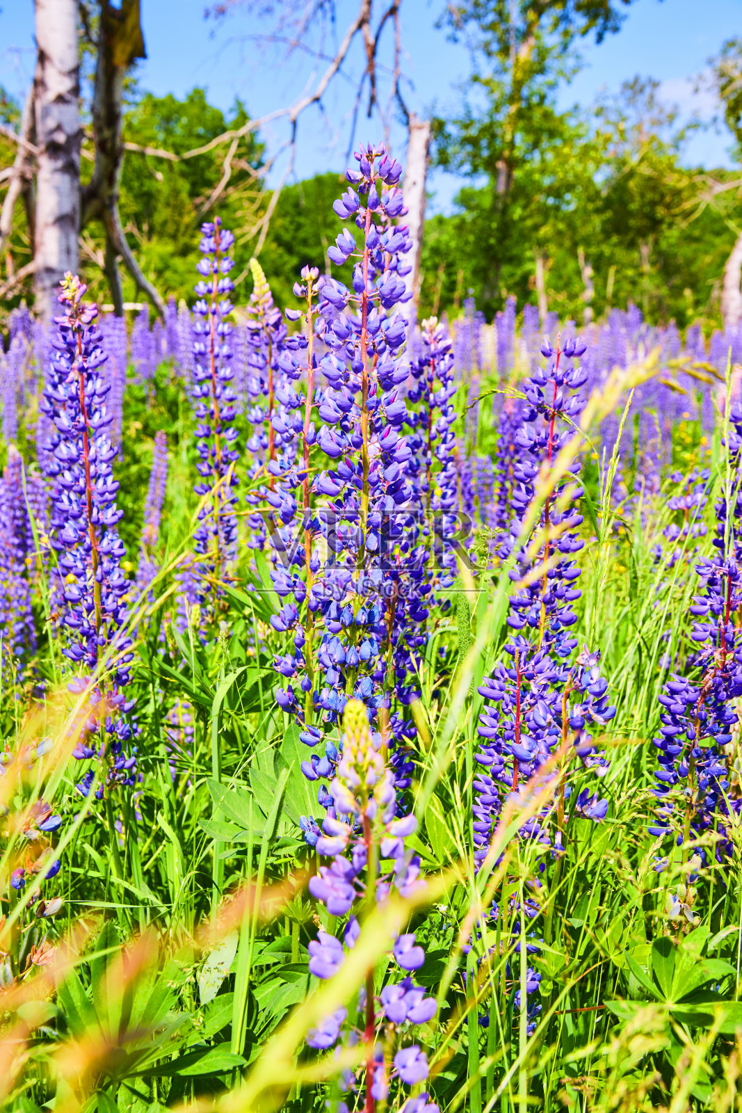 大片五颜六色的紫色花朵照片摄影图片