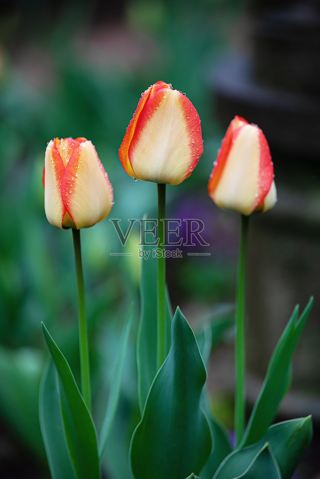 花照片摄影图片