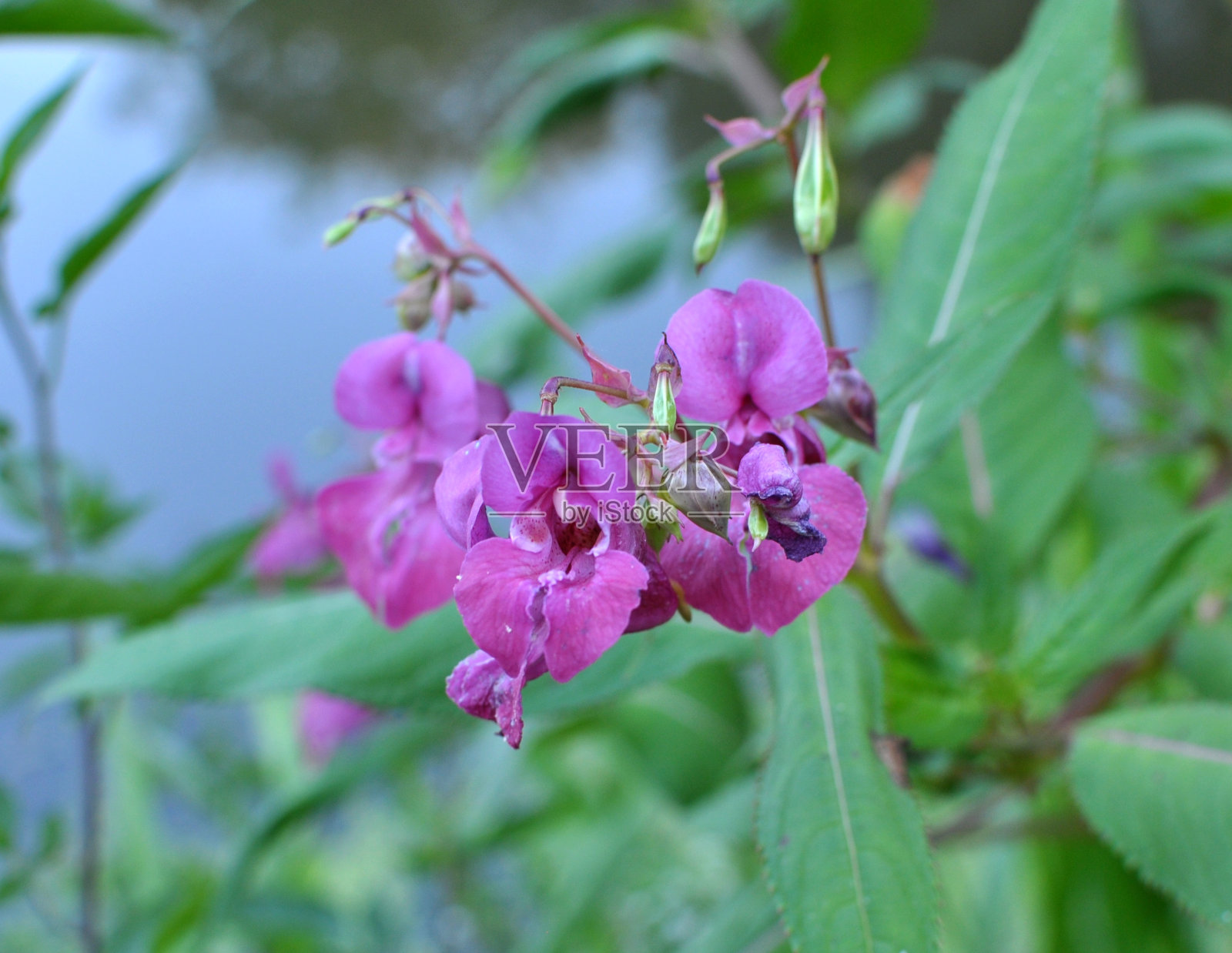 凤仙花生长在野外照片摄影图片
