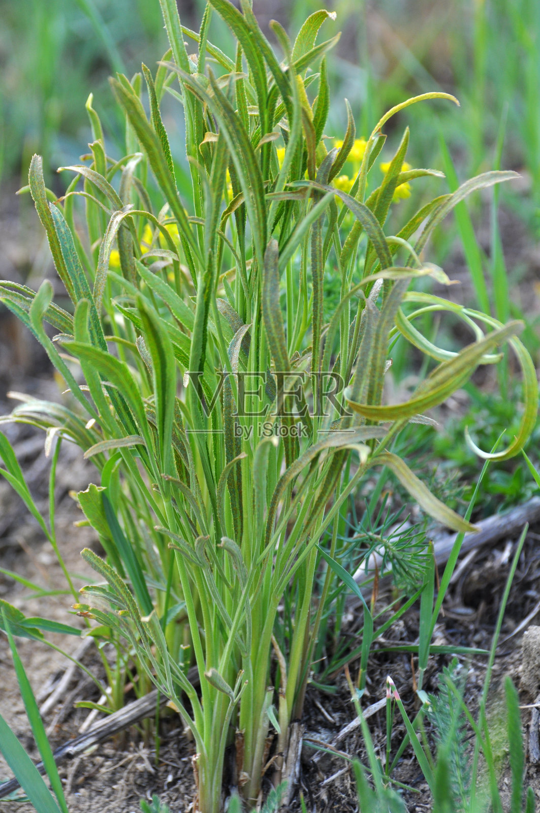 在野外生长的是寻常Falcaria vulgaris照片摄影图片