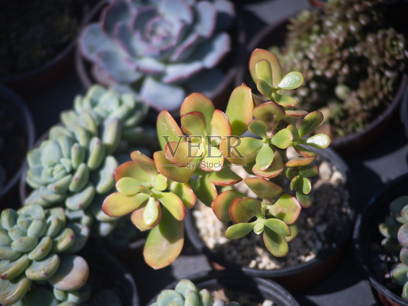 彩色多肉植物的特写照片照片摄影图片