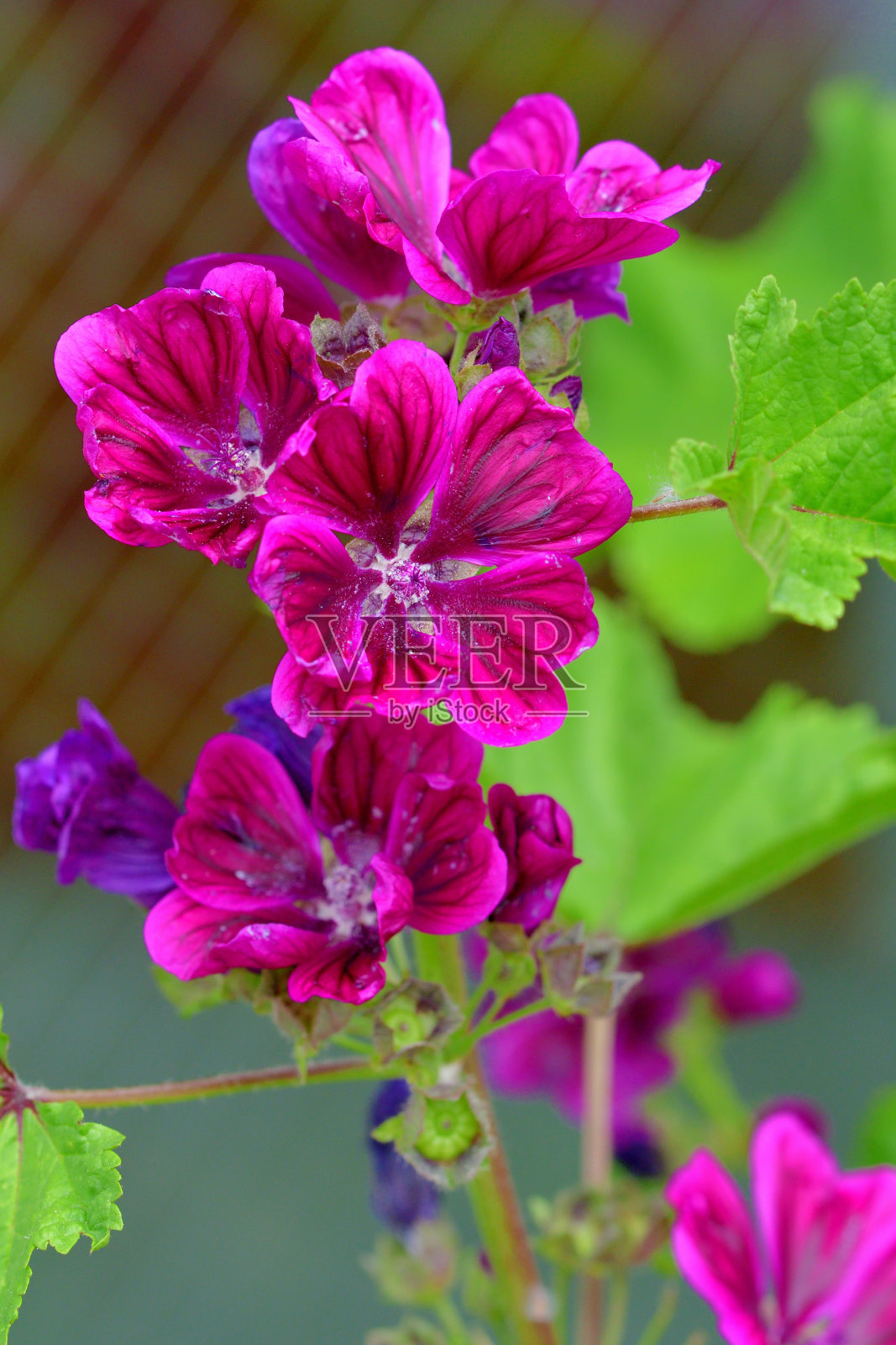 锦葵:直立的多年生花穗照片摄影图片