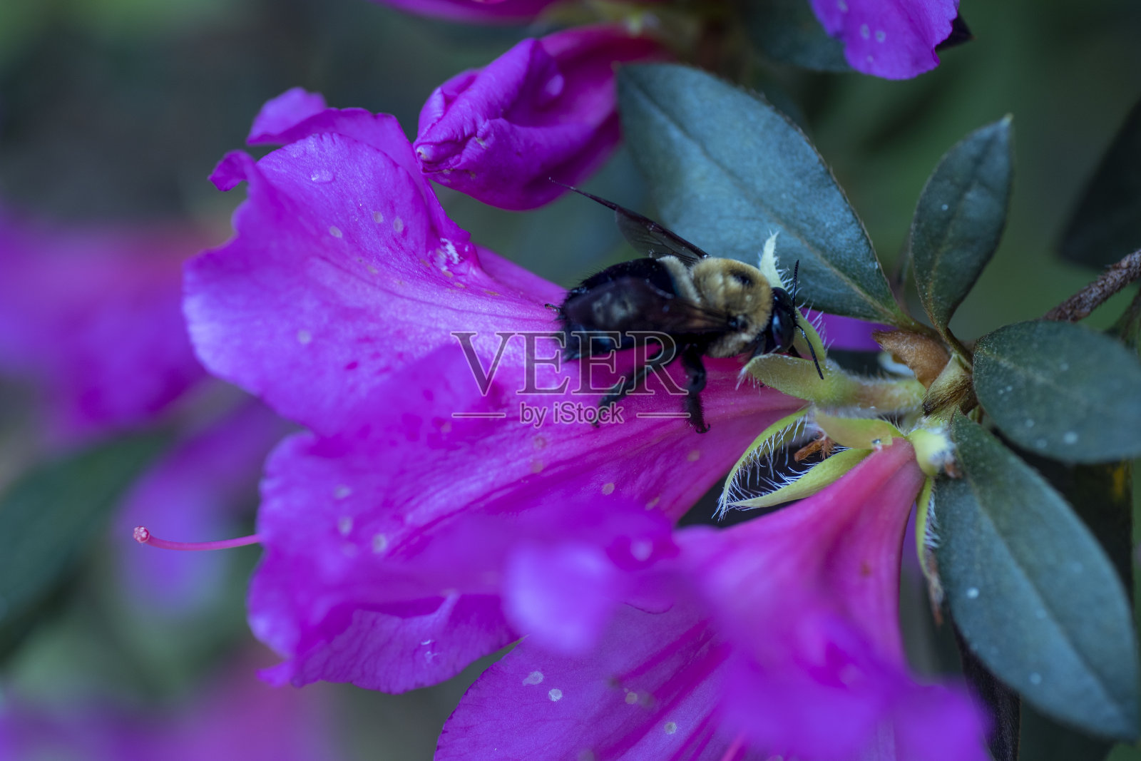 蜜蜂在花上照片摄影图片