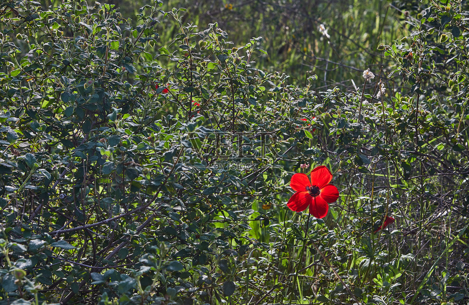 春天盛开的野生红色银莲花(内盖夫沙漠,以色列南部)照片摄影图片